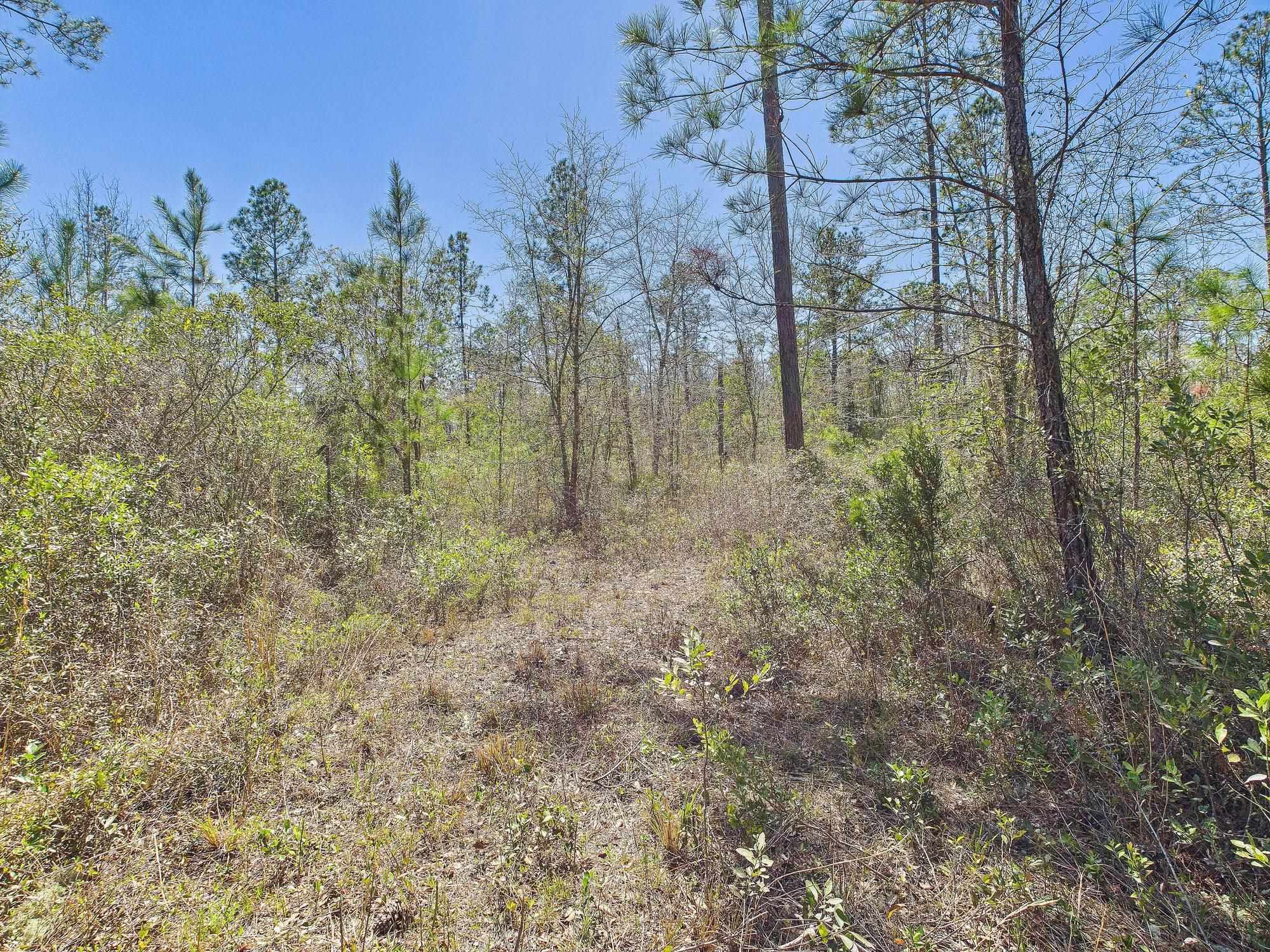 Vacant SW Promenade Avenue, Greenville, Florida image 10