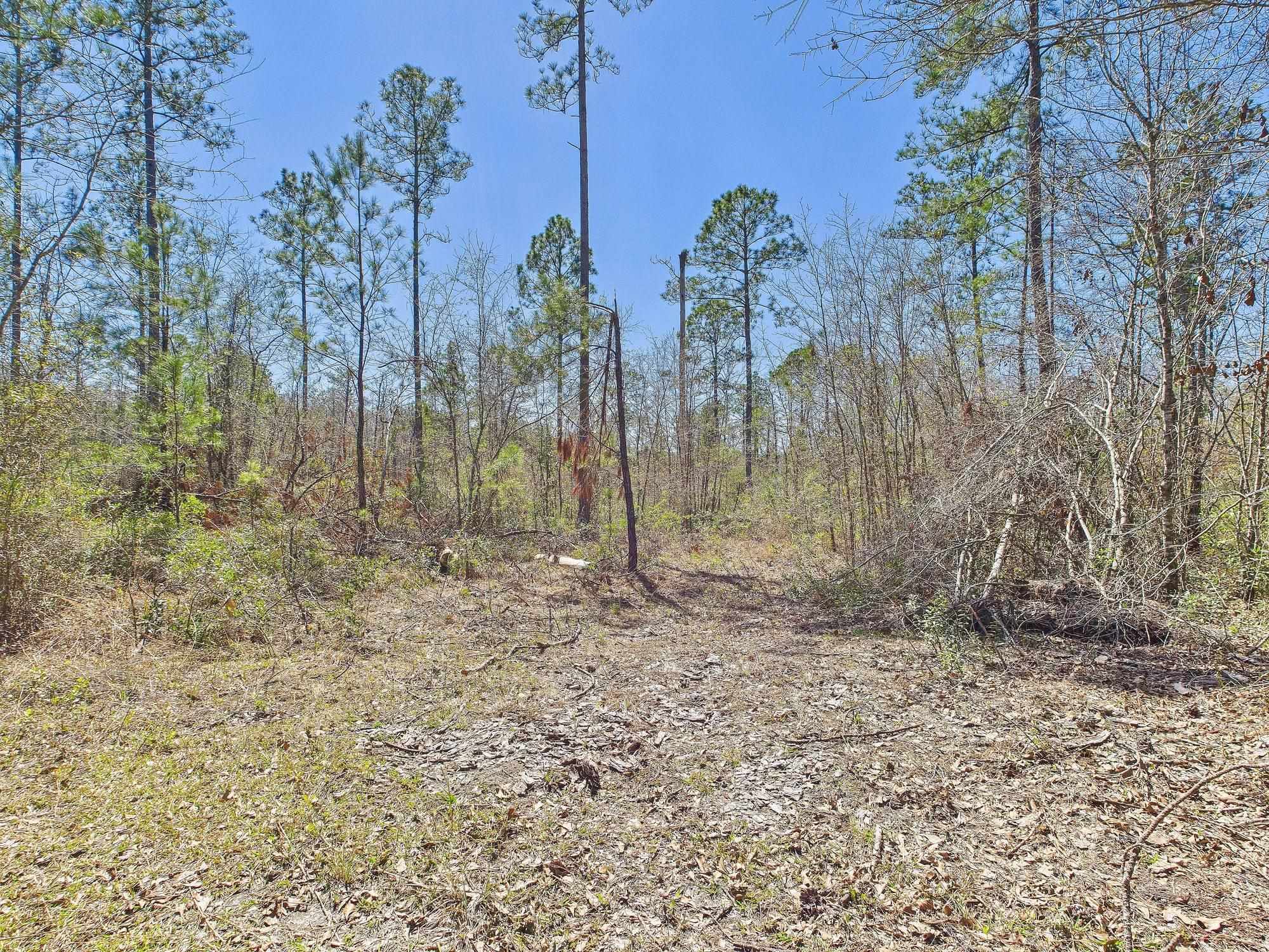 Vacant SW Promenade Avenue, Greenville, Florida image 11