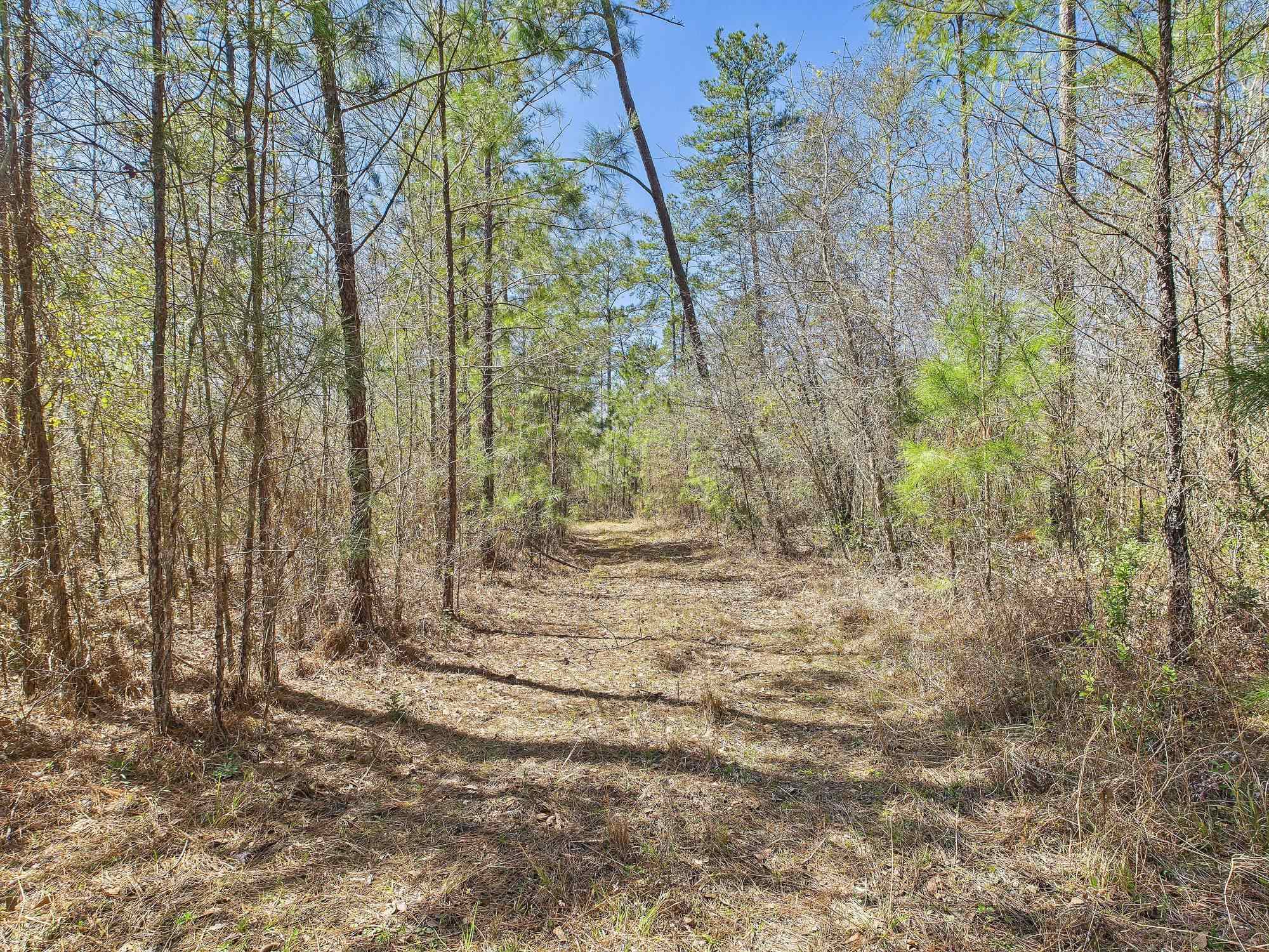 Vacant SW Promenade Avenue, Greenville, Florida image 6