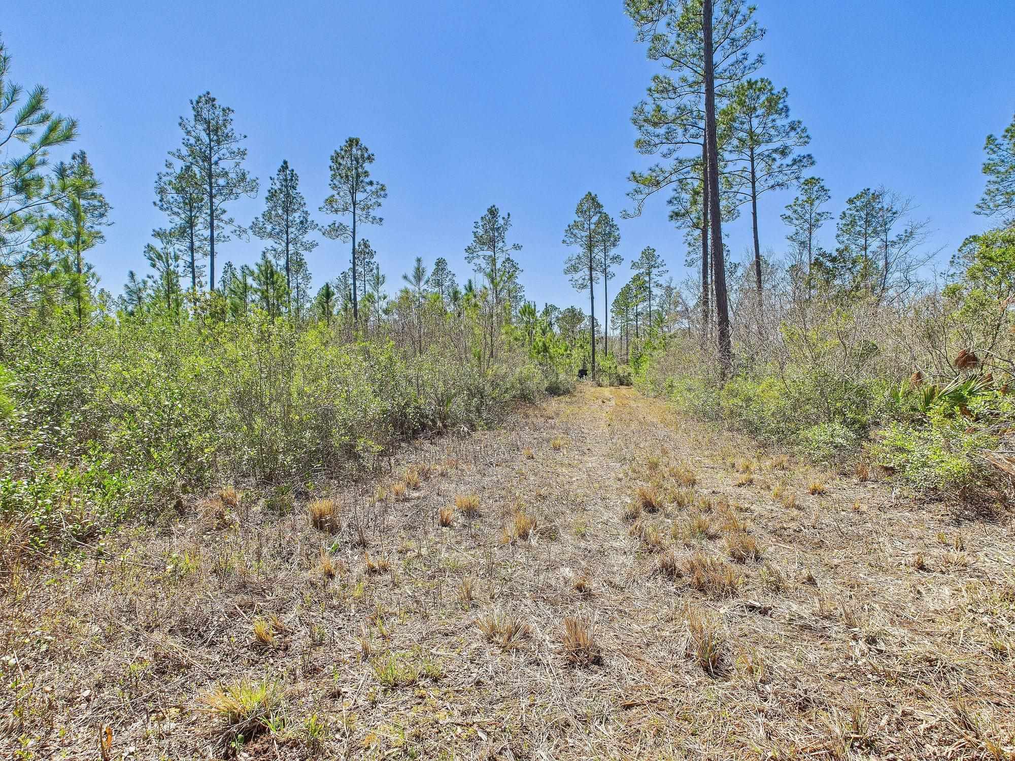Vacant SW Promenade Avenue, Greenville, Florida image 7