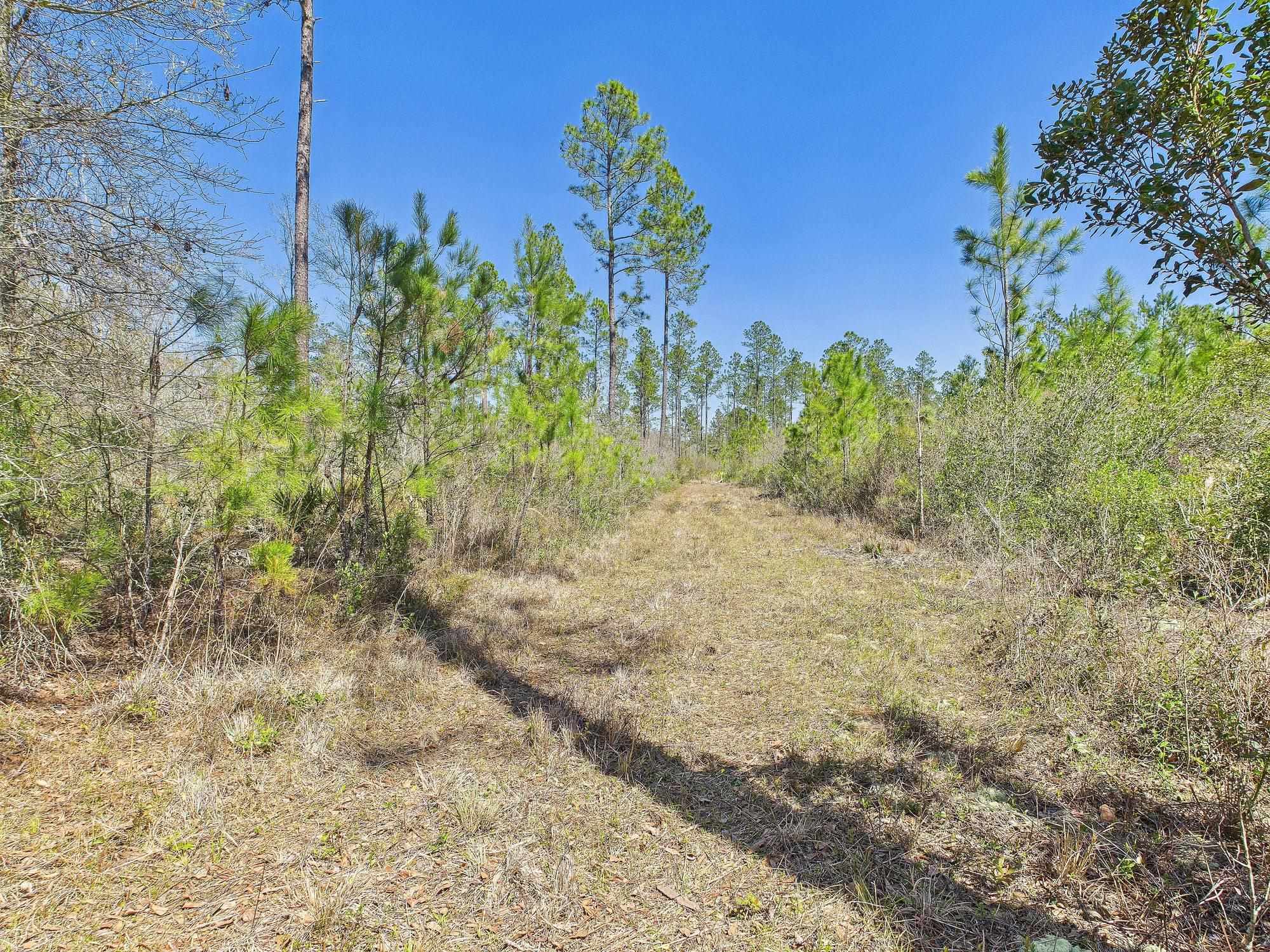Vacant SW Promenade Avenue, Greenville, Florida image 8