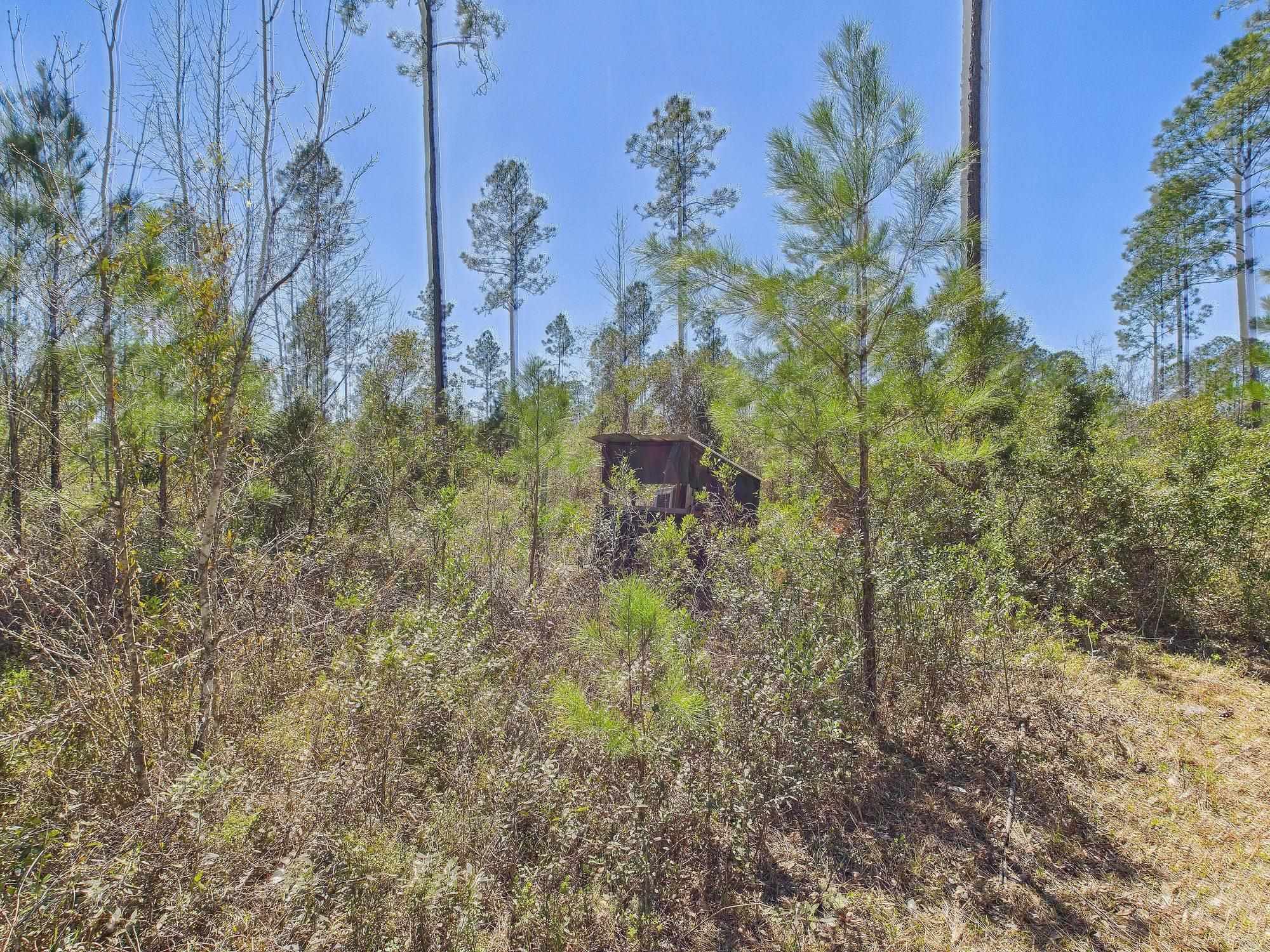 Vacant SW Promenade Avenue, Greenville, Florida image 9