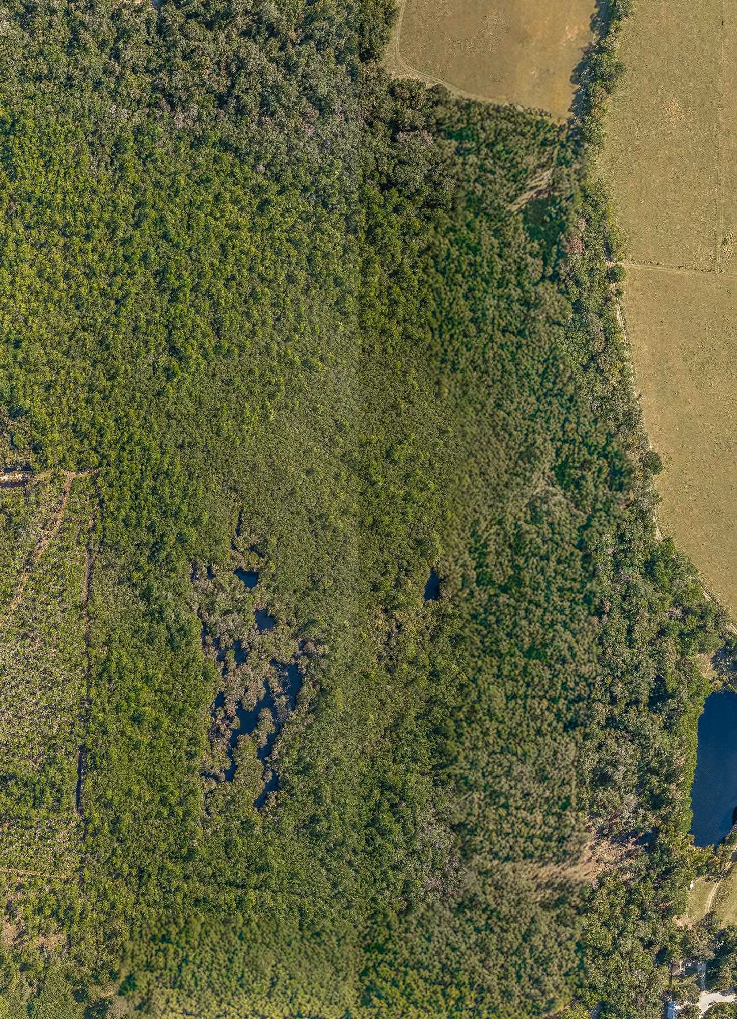 00 Paulette, Crawfordville, Florida image 13