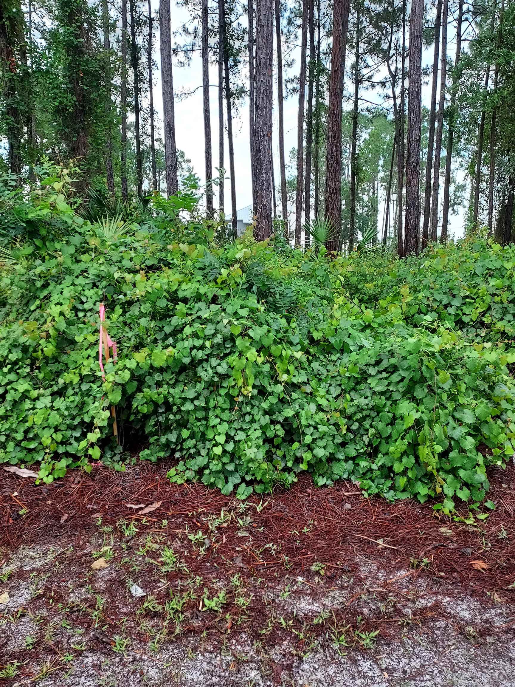 118 Royal Tern Way, Carrabelle, Florida image 1