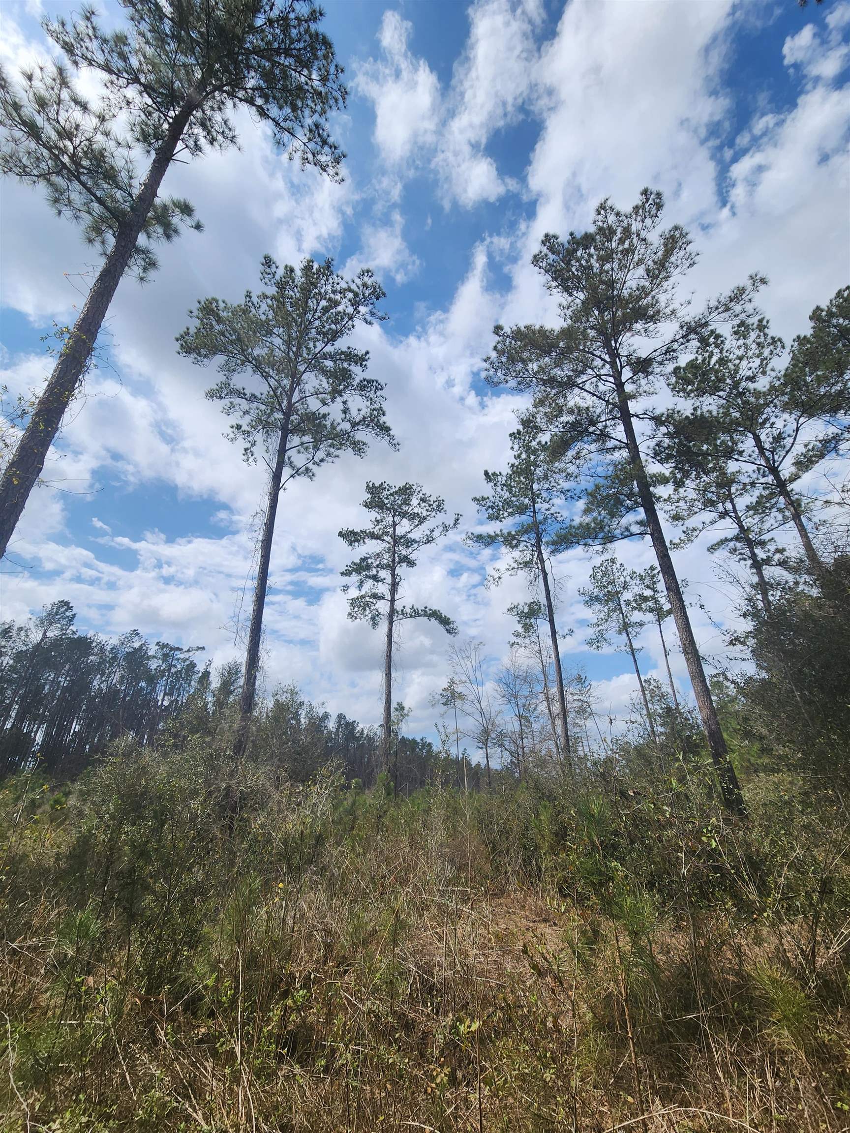 Lot 56 SW Paradise Way, Greenville, Florida image 11