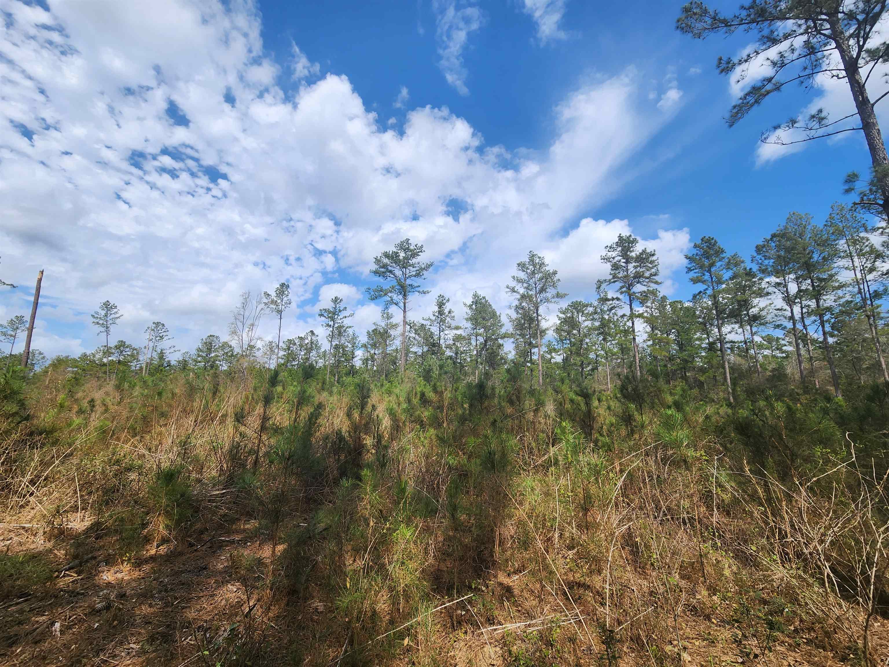 Lot 56 SW Paradise Way, Greenville, Florida image 3