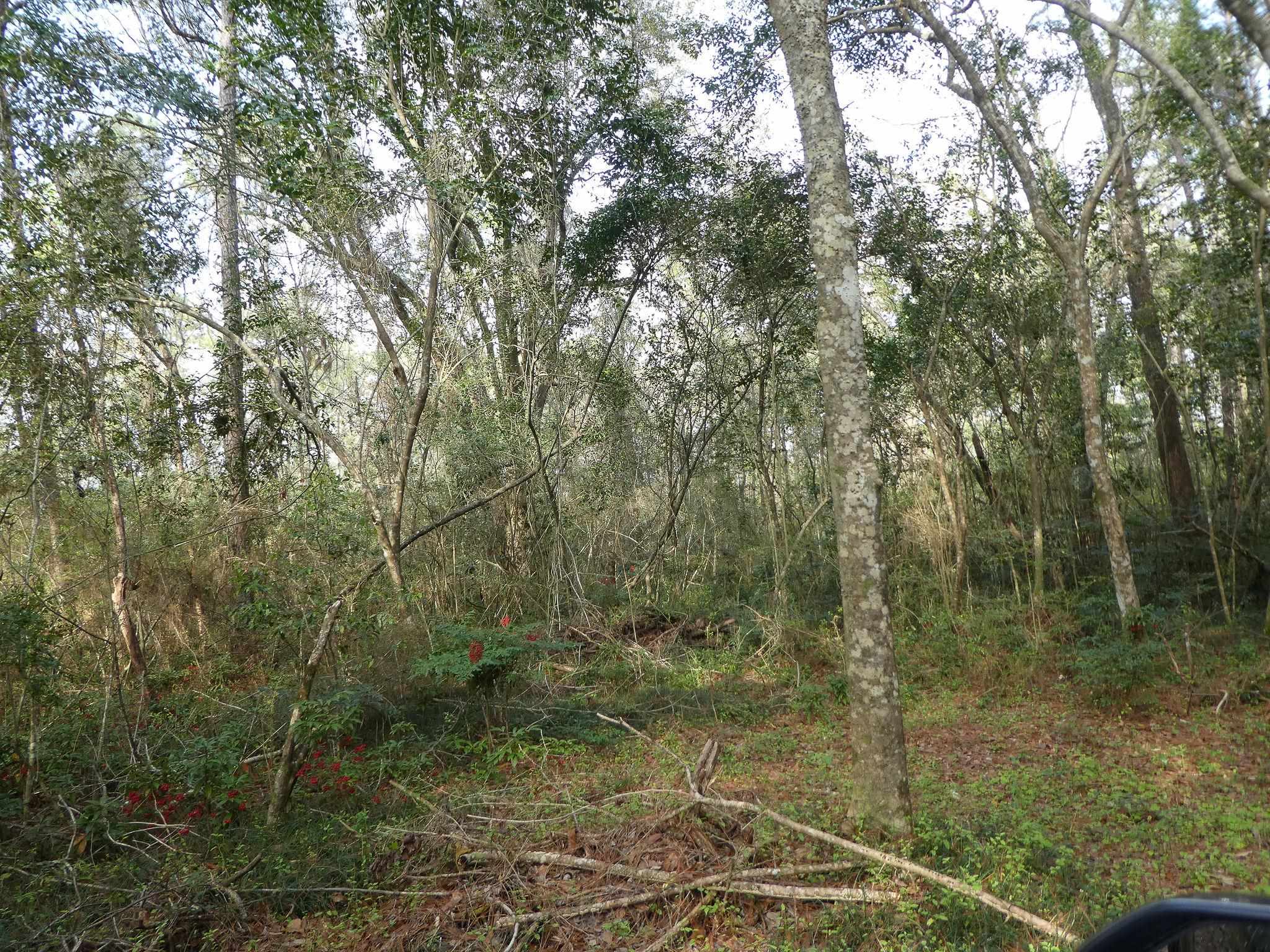 Xxx Thomasville Road, Tallahassee, Florida image 12