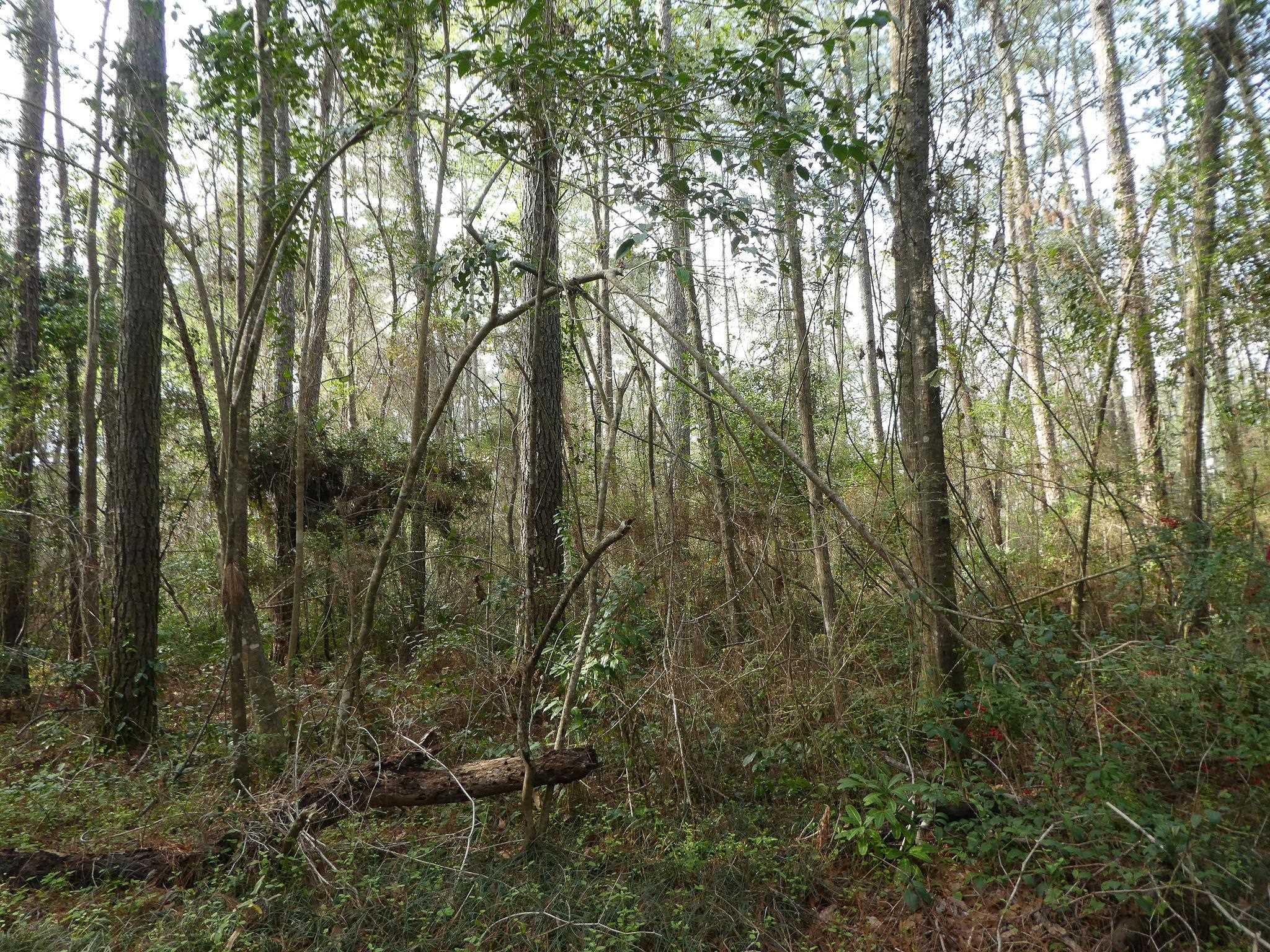 Xxx Thomasville Road, Tallahassee, Florida image 14