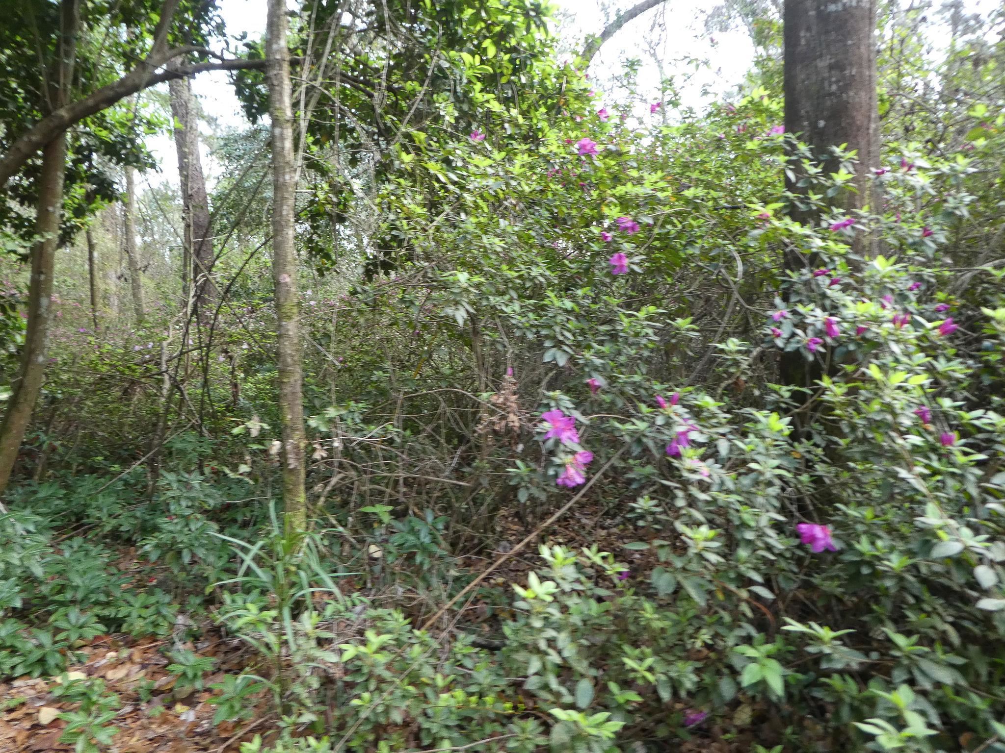 Xxx Thomasville Road, Tallahassee, Florida image 15