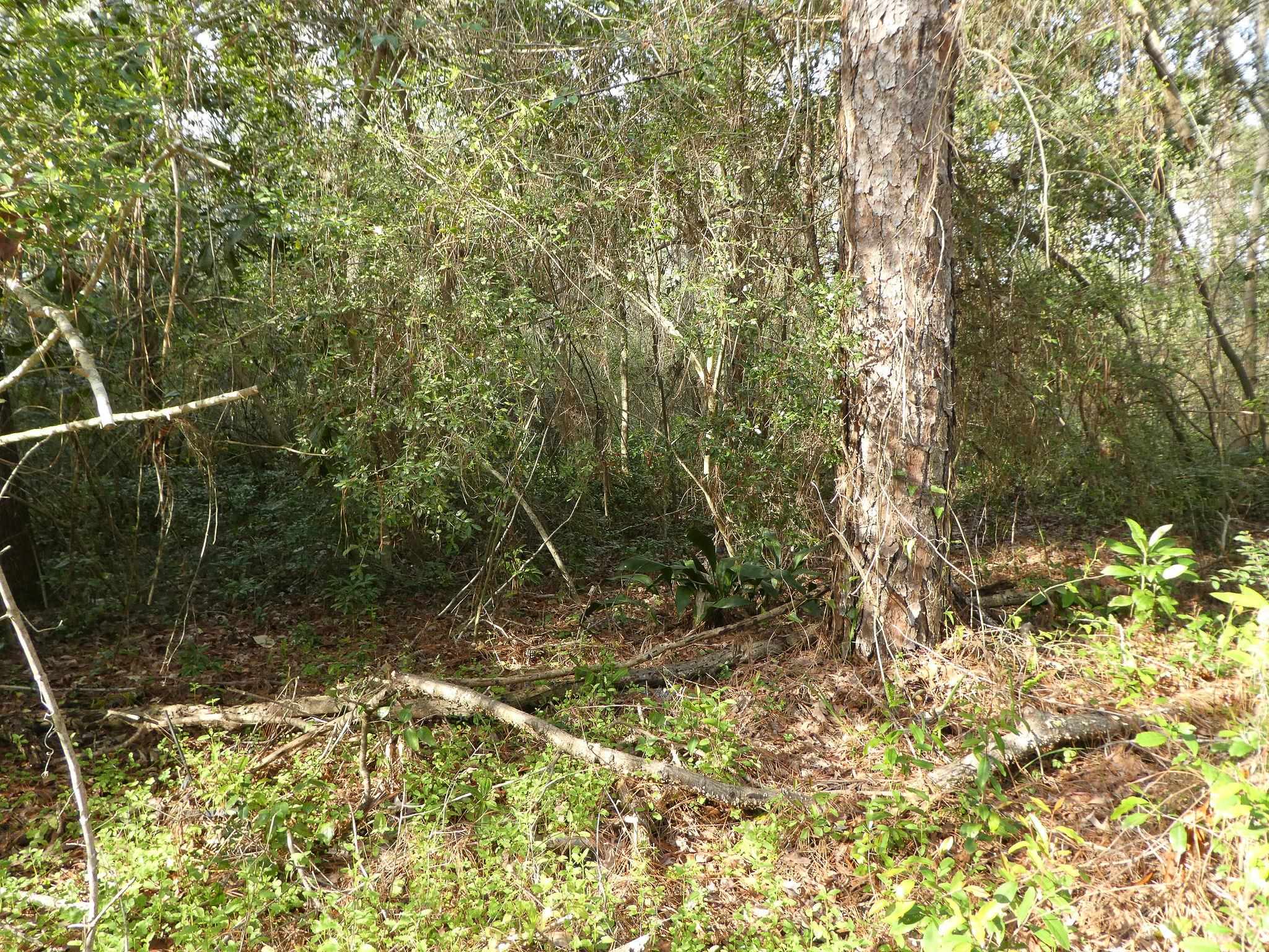 Xxx Thomasville Road, Tallahassee, Florida image 16