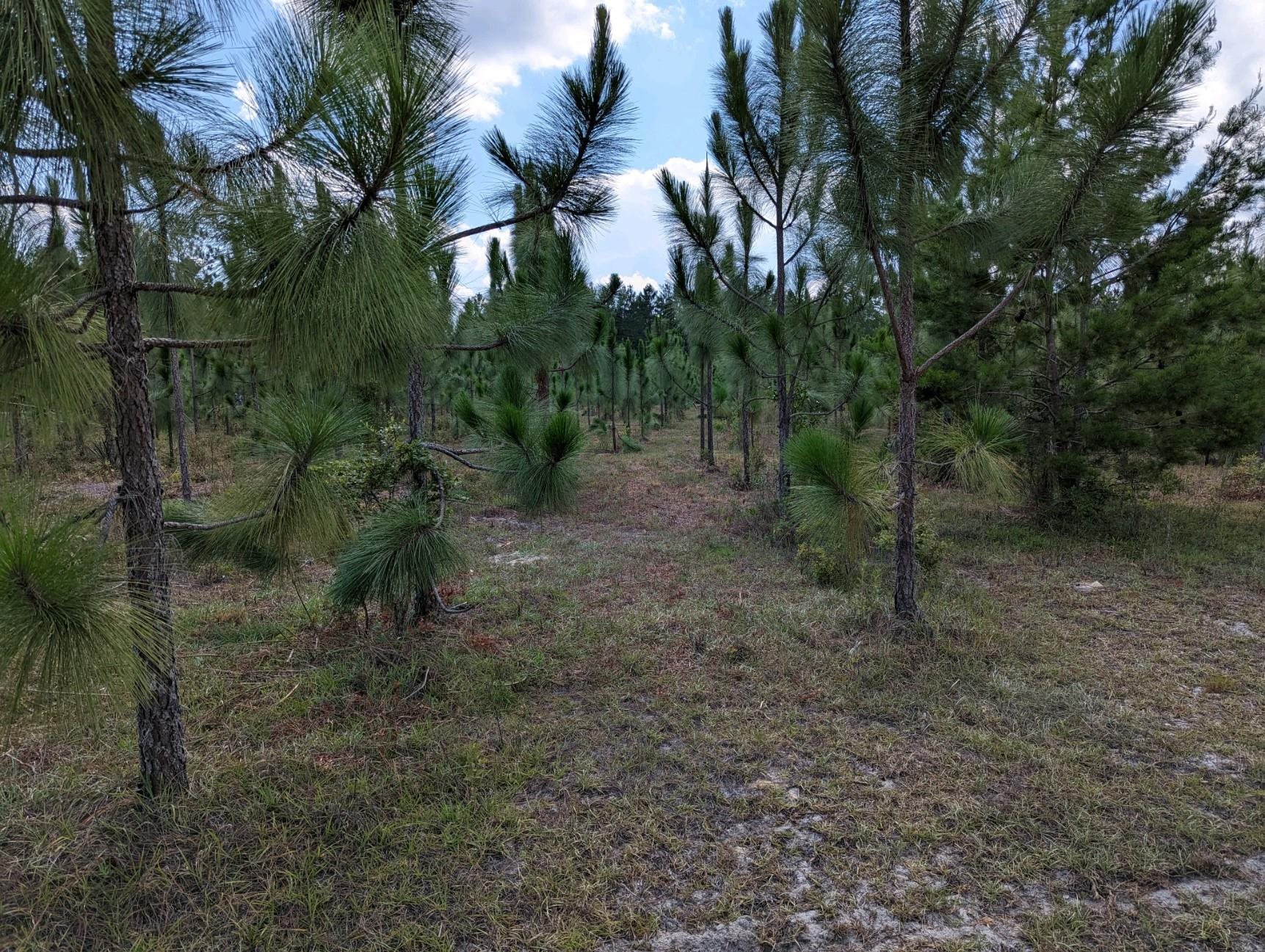Vacant NE Mango Avenue, Lee, Florida image 6