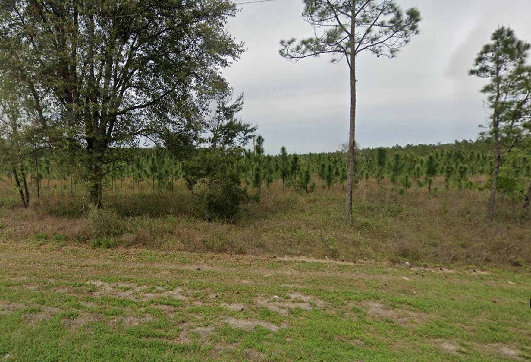 Vacant NE Mango Avenue, Lee, Florida image 8