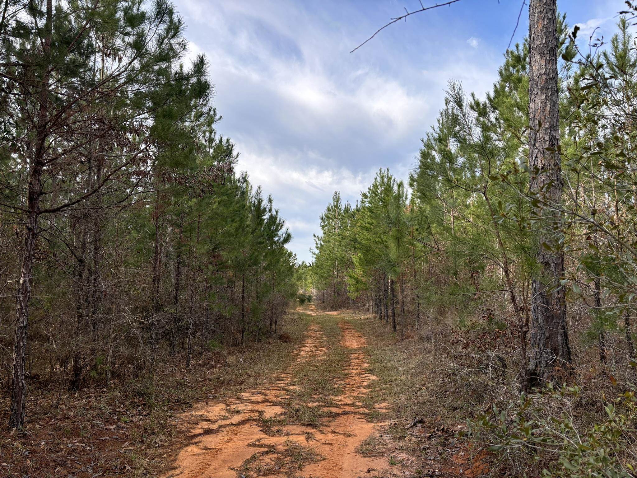 322 Graceland Road, Chattahoochee, Florida image 11
