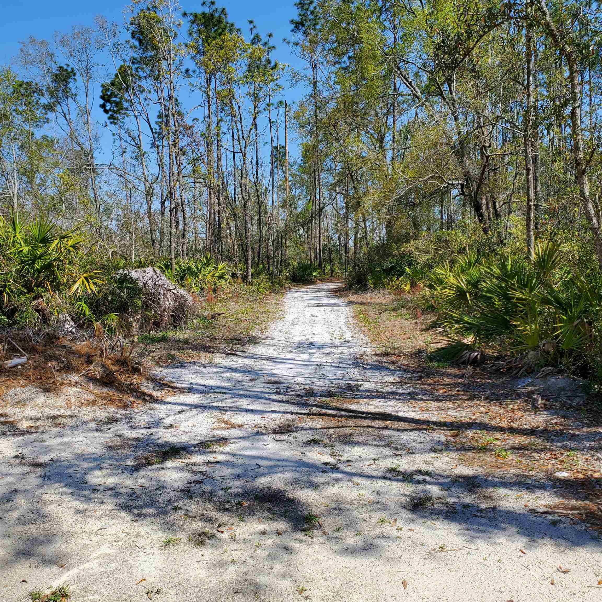 6320 N Cr 53, Mayo, Florida image 11