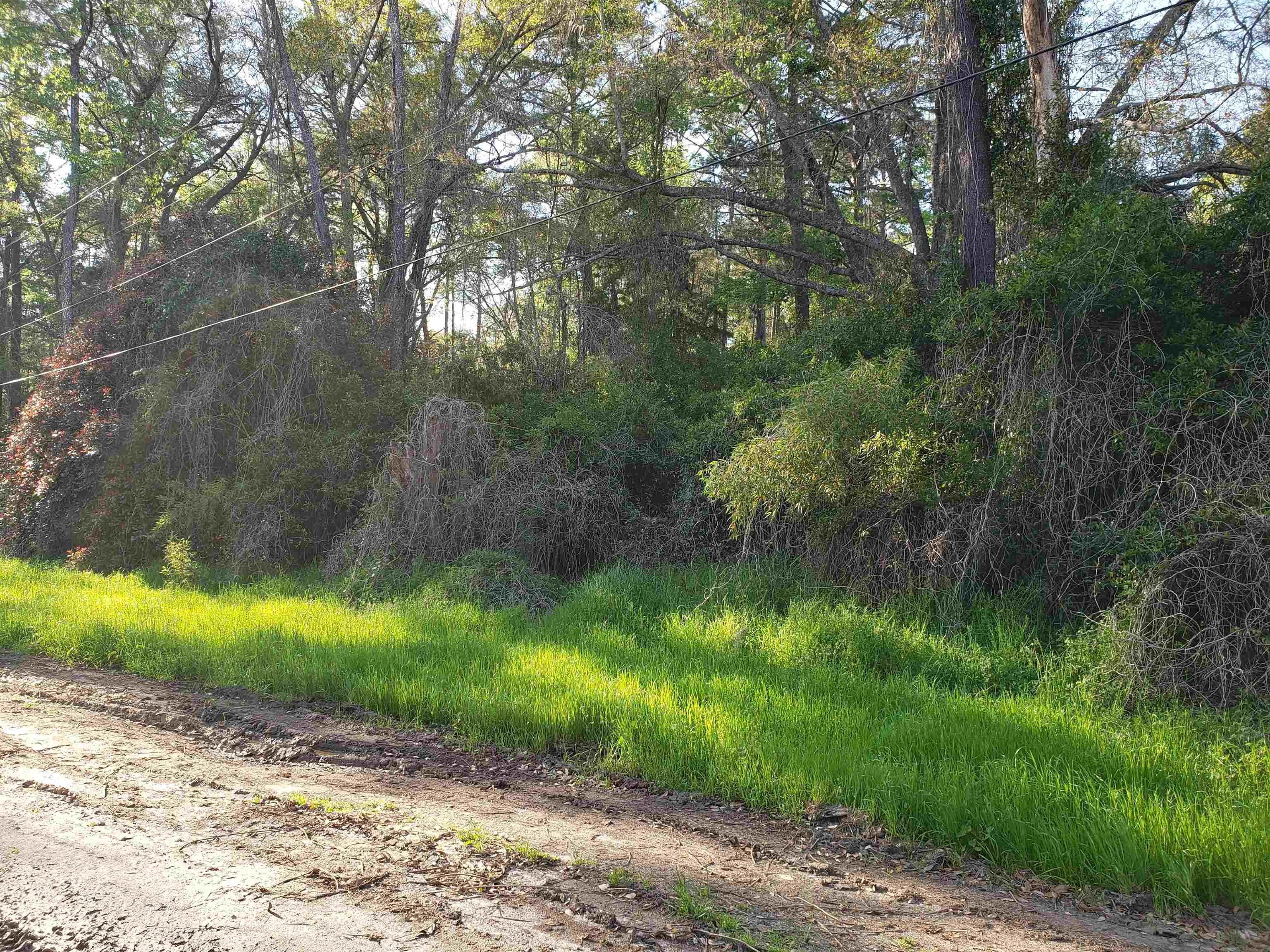 9350 Powderhorn Avenue, Tallahassee, Florida image 3