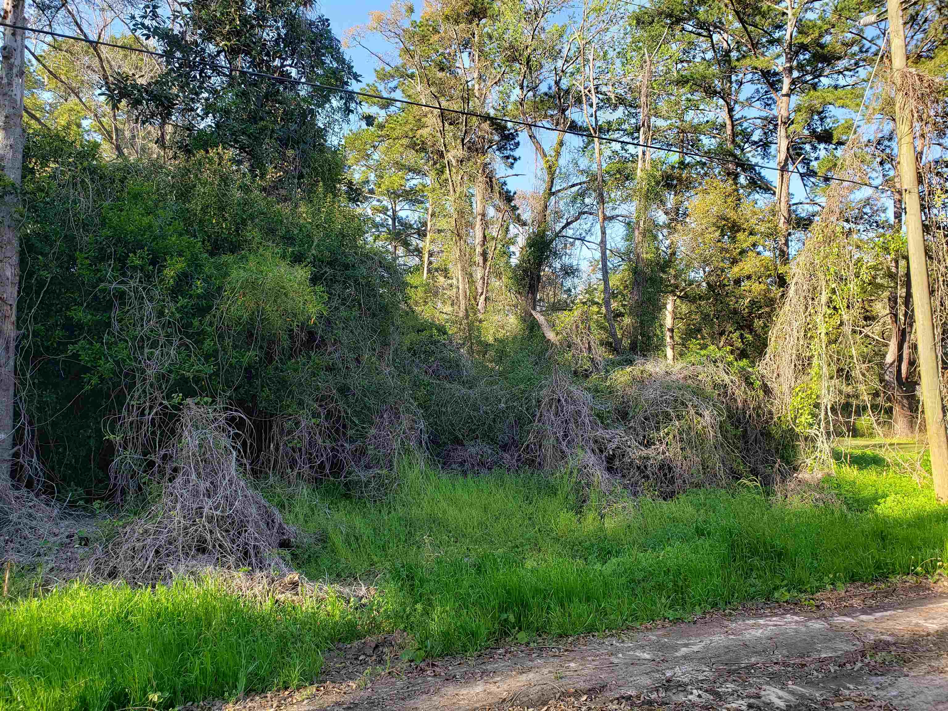 9350 Powderhorn Avenue, Tallahassee, Florida image 5