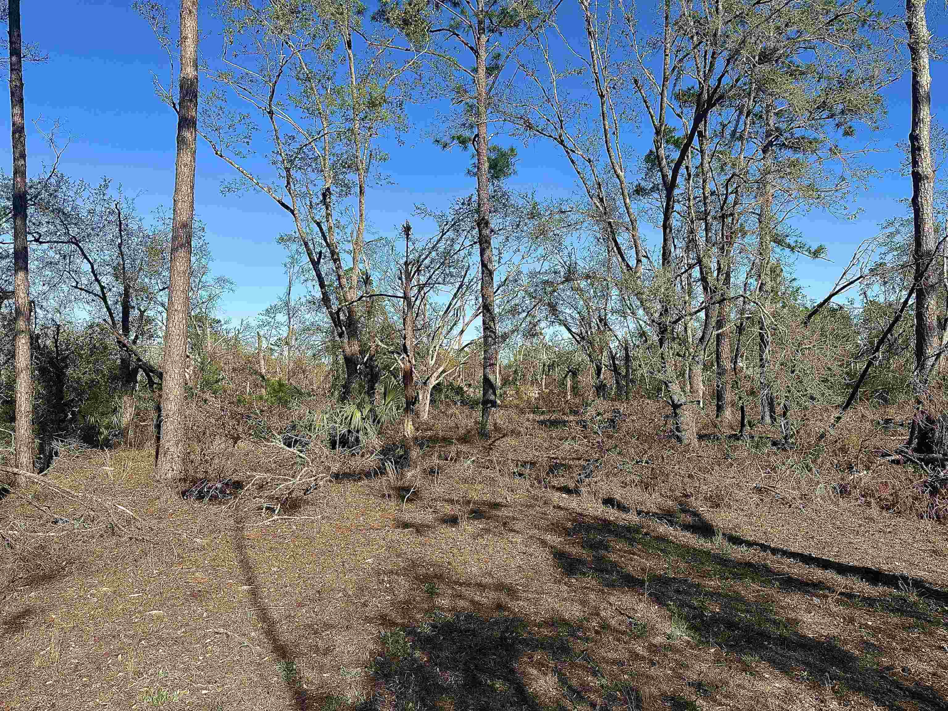 Langford Lane, Perry, Florida image 10