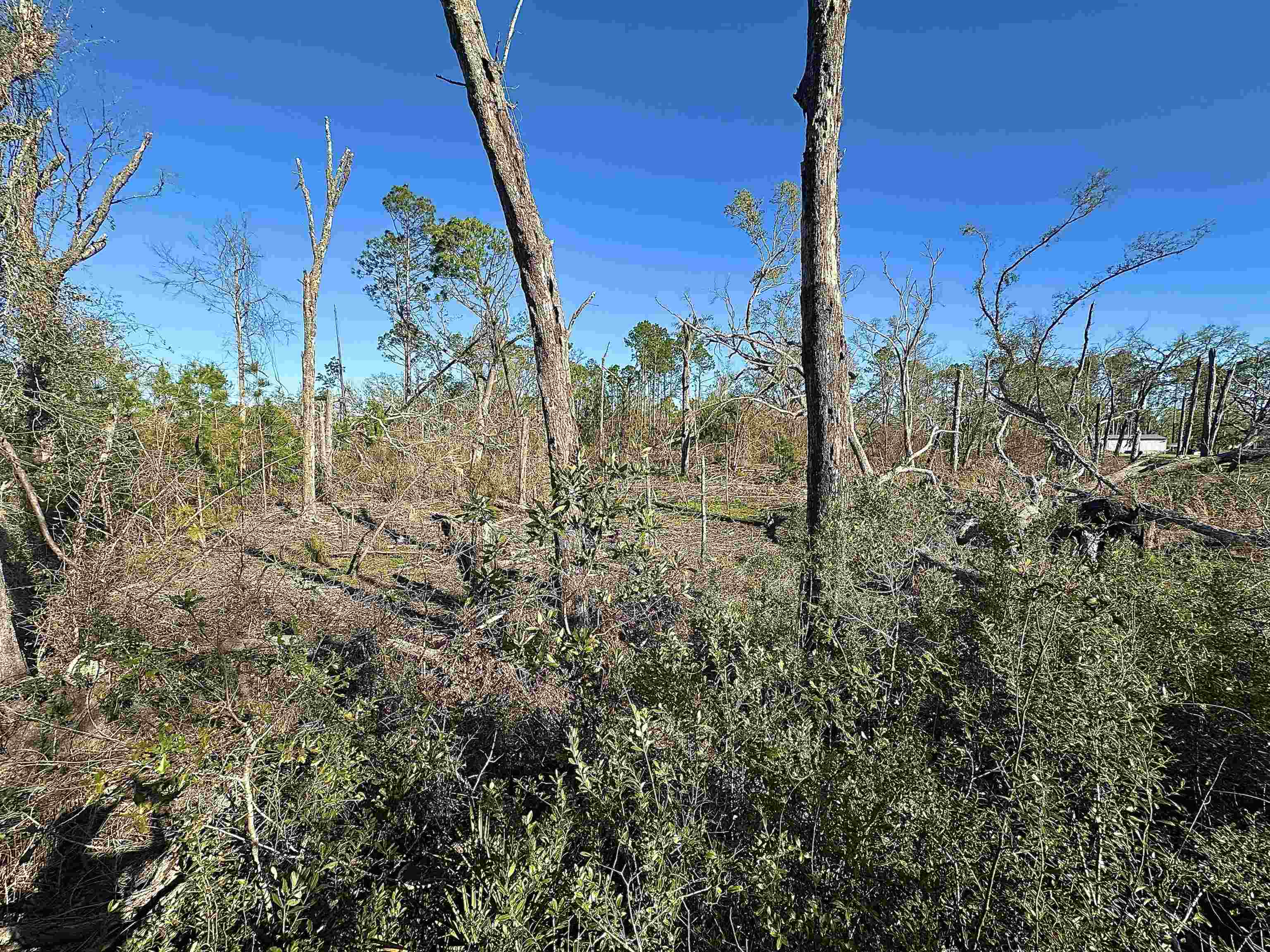 Langford Lane, Perry, Florida image 12
