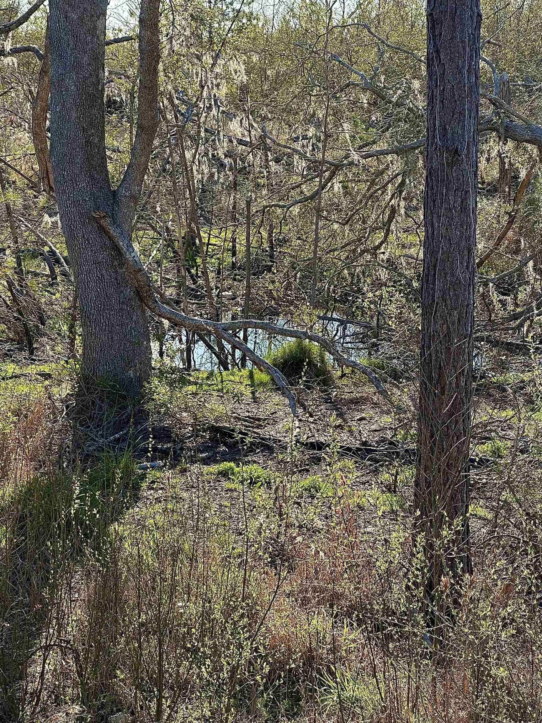 Langford Lane, Perry, Florida image 18