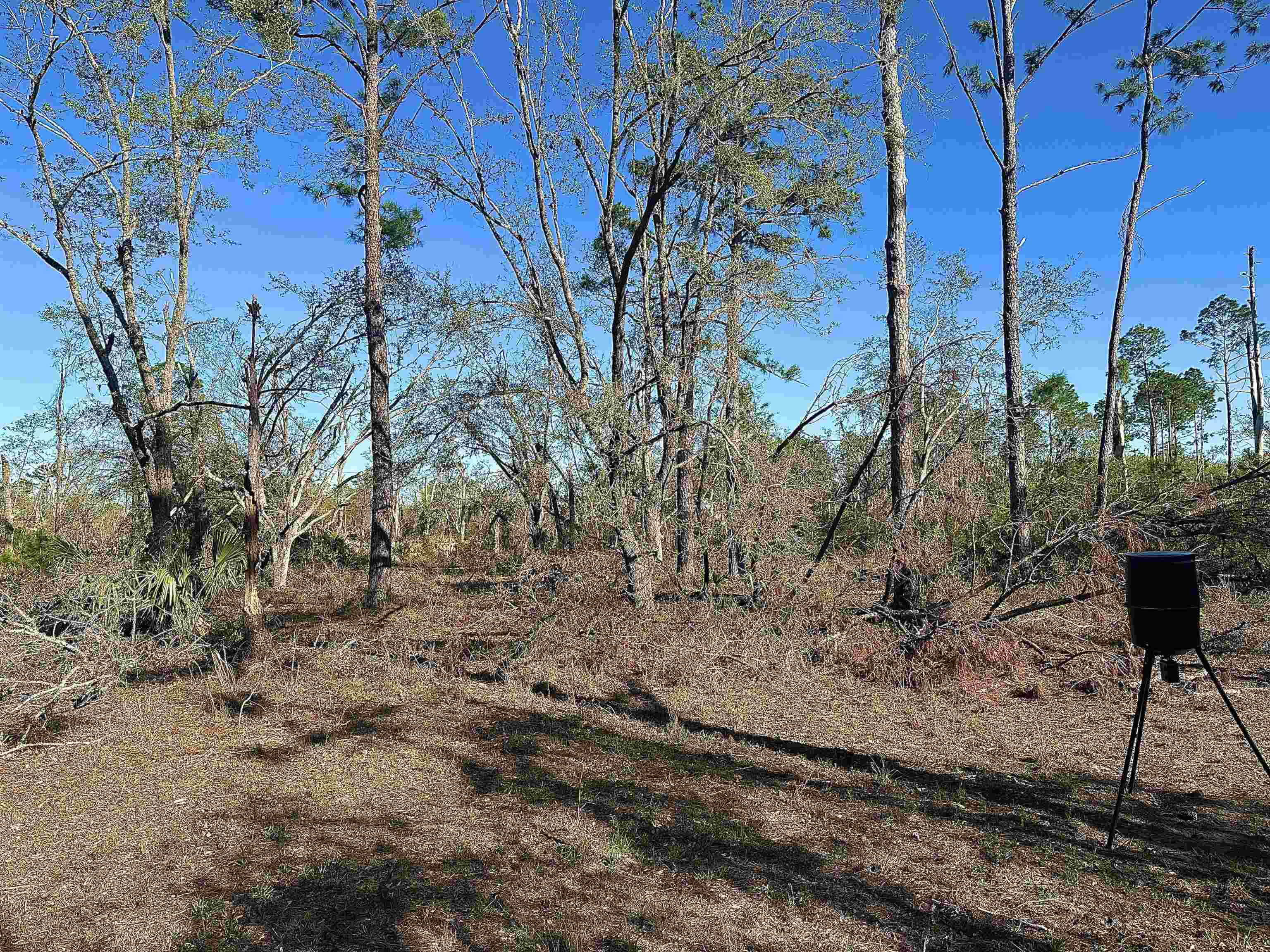 Langford Lane, Perry, Florida image 9