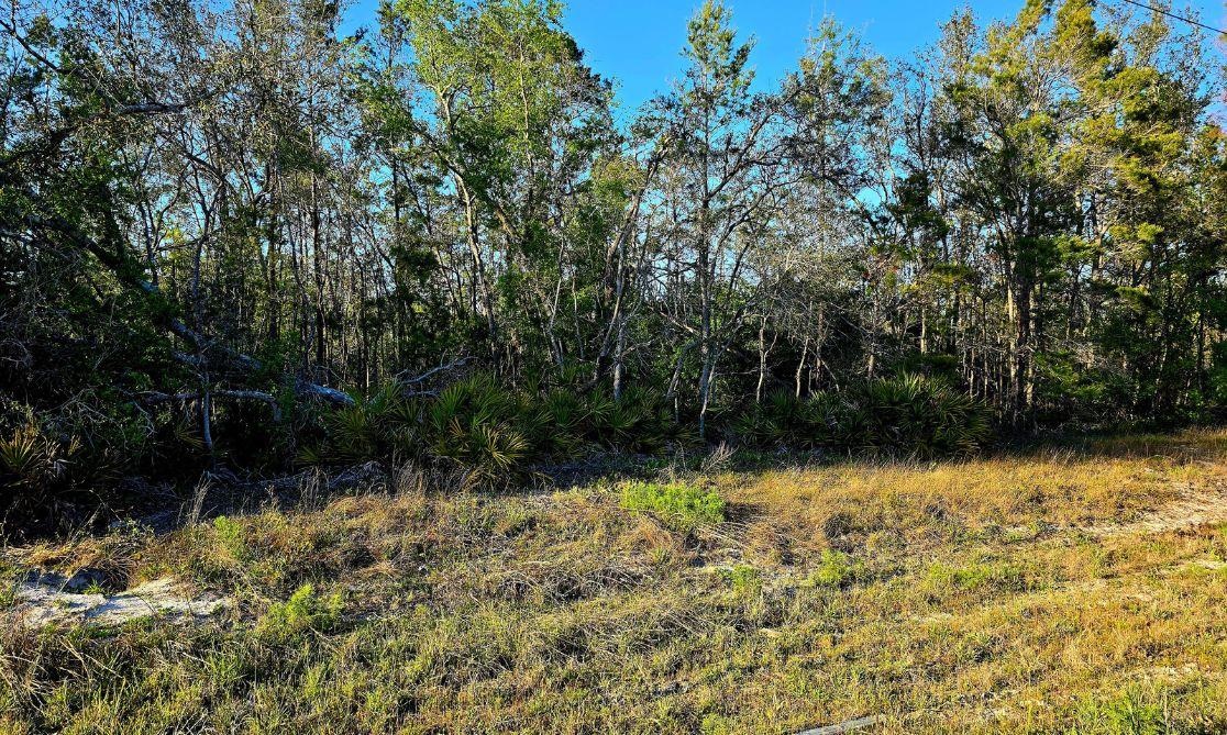 TBD N Whitetail Drive, Perry, Florida image 2
