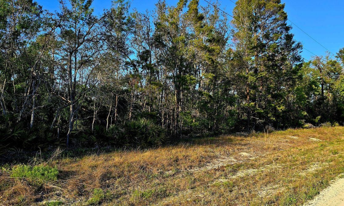TBD N Whitetail Drive, Perry, Florida image 4