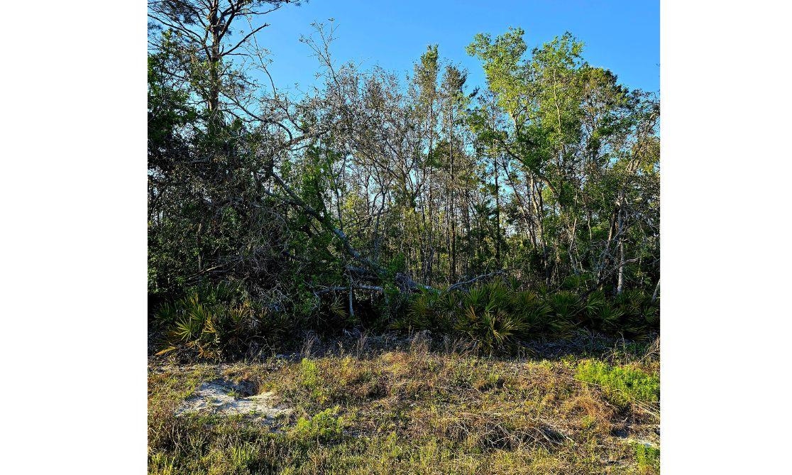 TBD N Whitetail Drive, Perry, Florida image 5