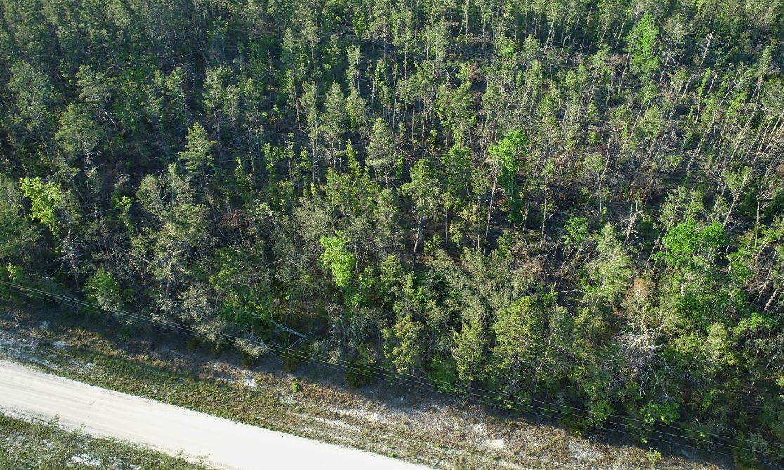 TBD N Whitetail Drive, Perry, Florida image 7