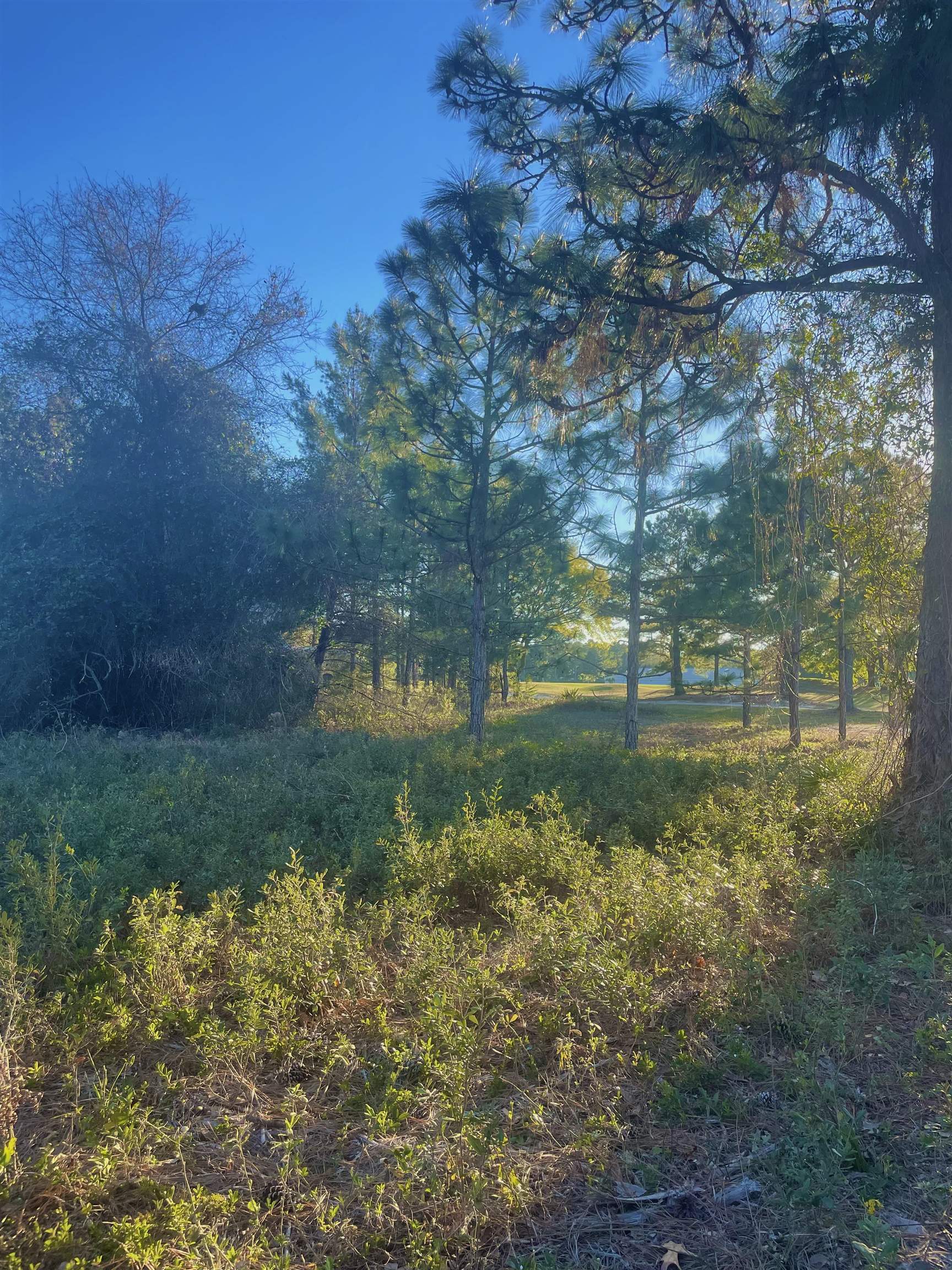 269 Royal Tern Way, Carrabelle, Florida image 1