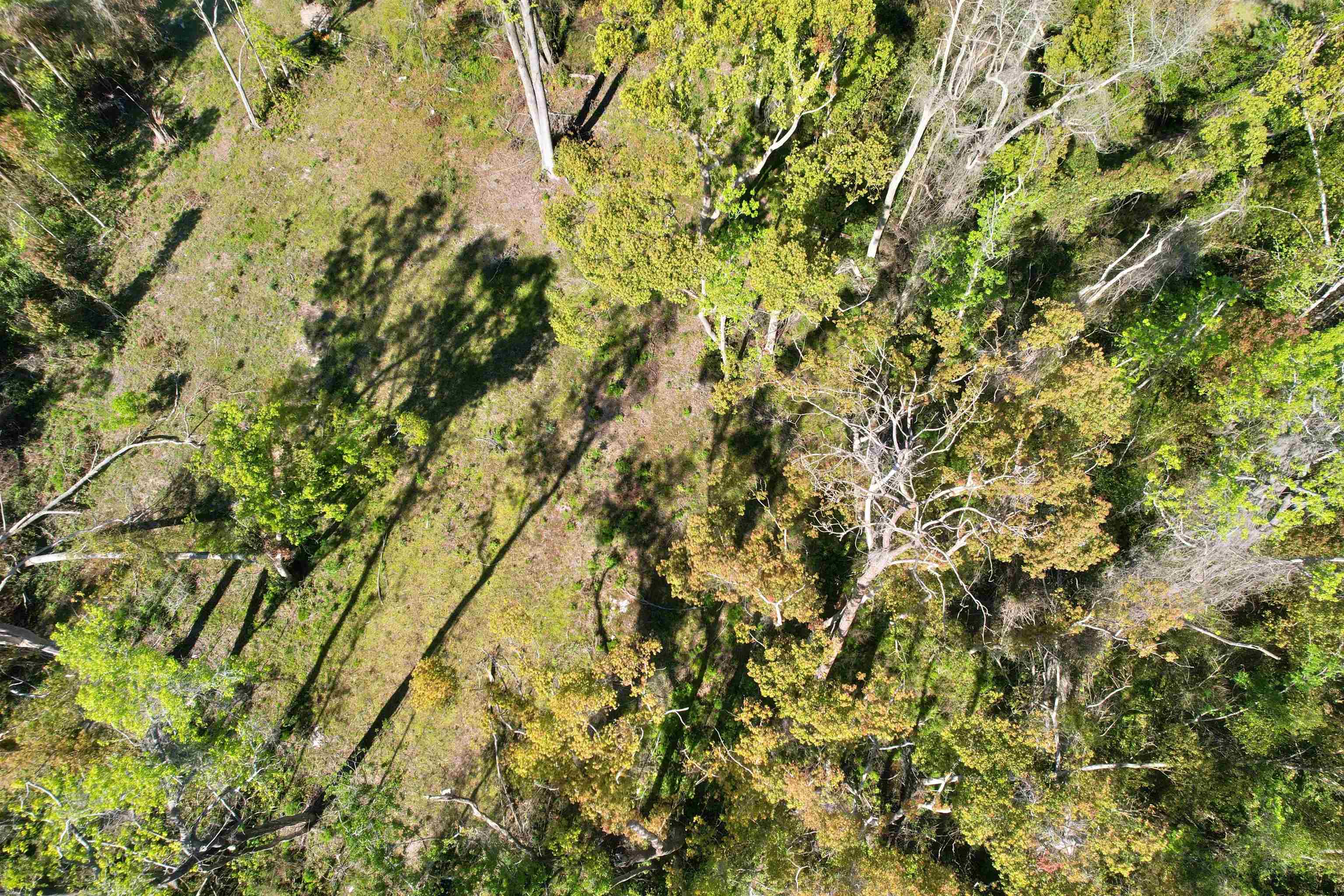 SE Stephens Avenue, Madison, Florida image 17