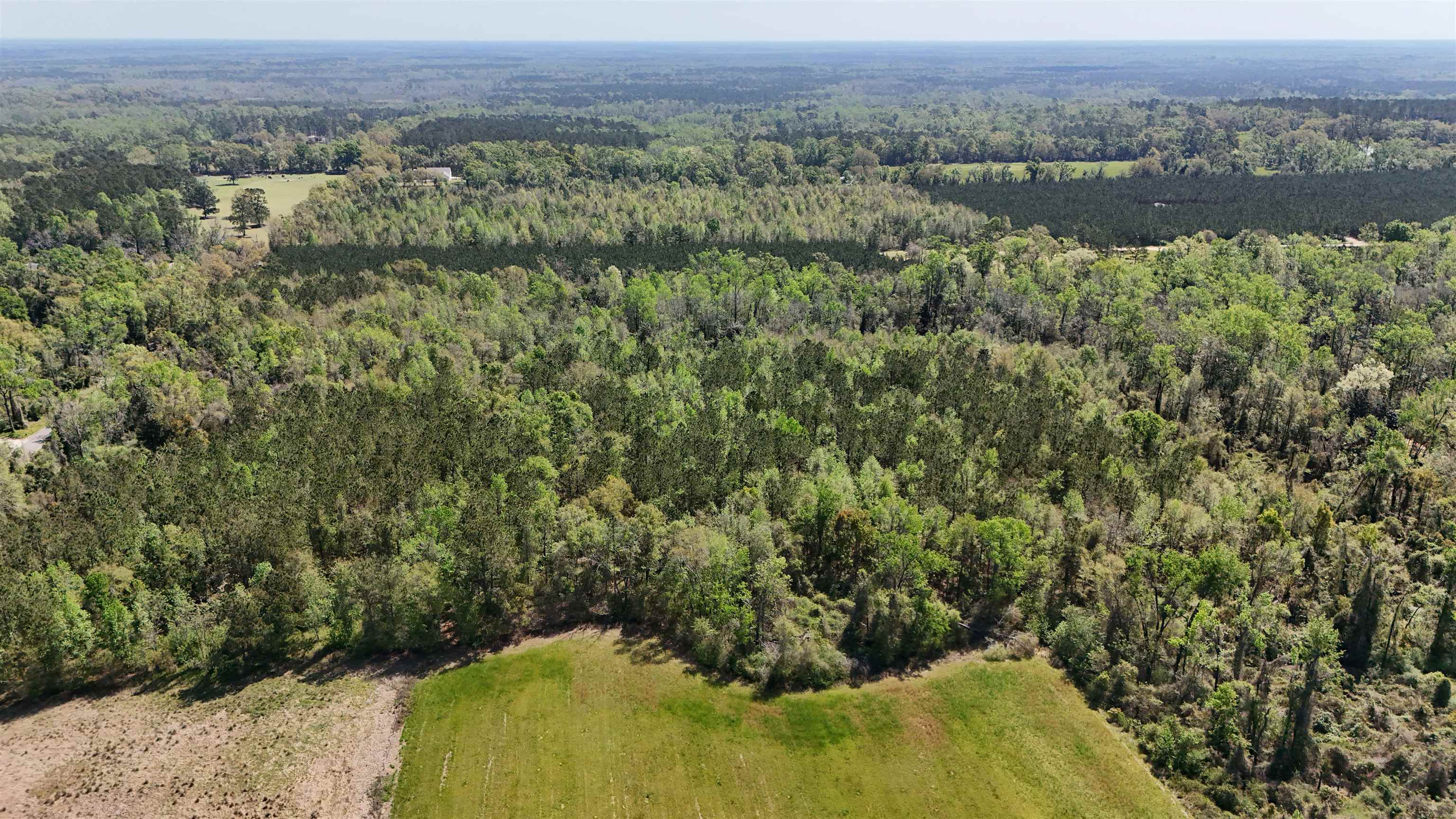 Vacant Attatulga Road, Lamont, Florida image 1