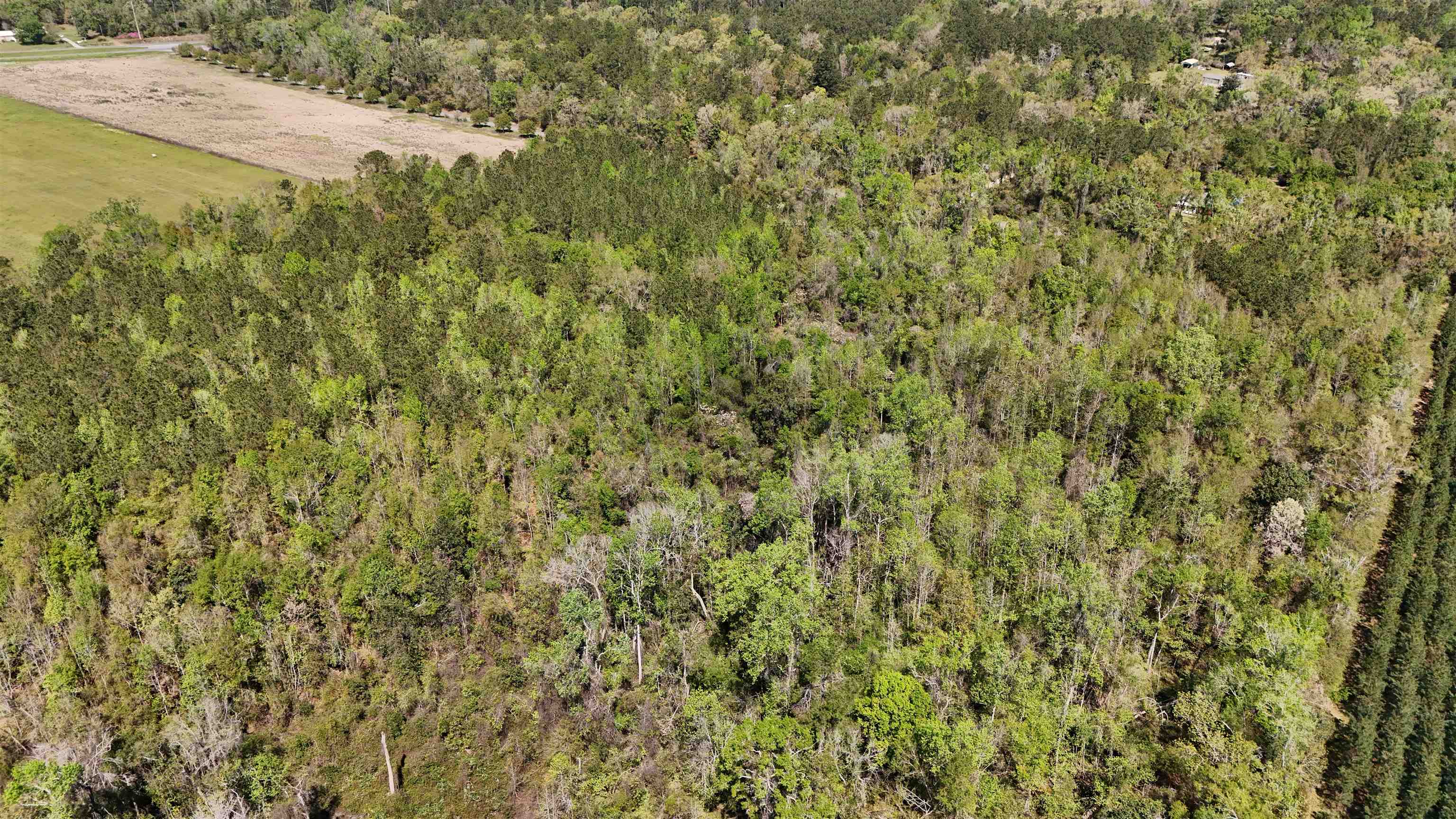 Vacant Attatulga Road, Lamont, Florida image 10