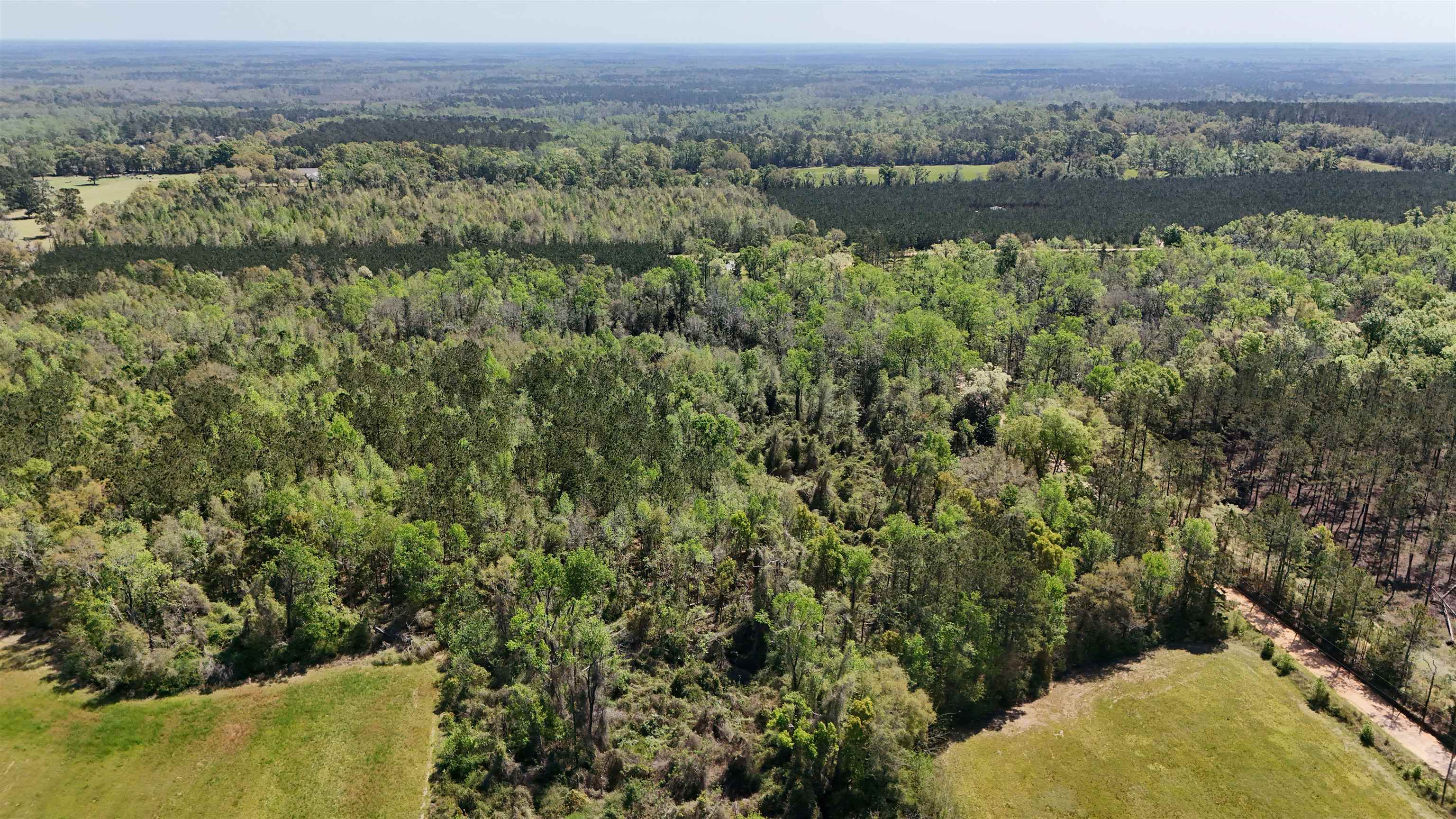 Vacant Attatulga Road, Lamont, Florida image 5