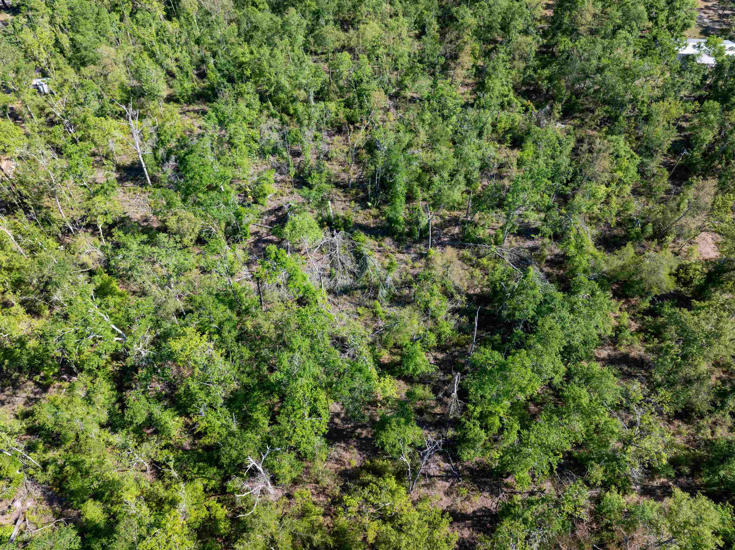 3756 Cash Road, Perry, Florida image 7