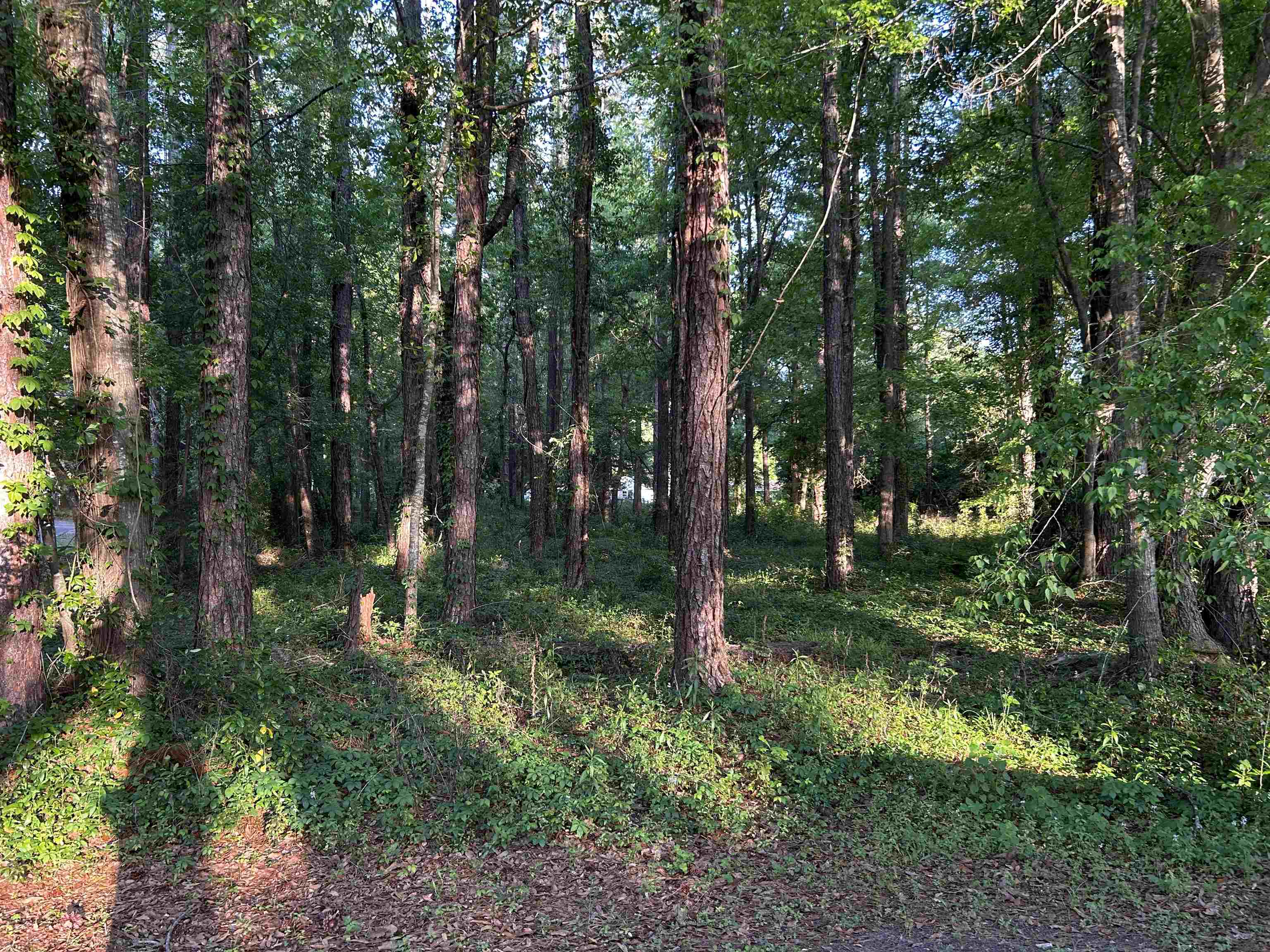 Mcleod Drive, Tallahassee, Florida image 5