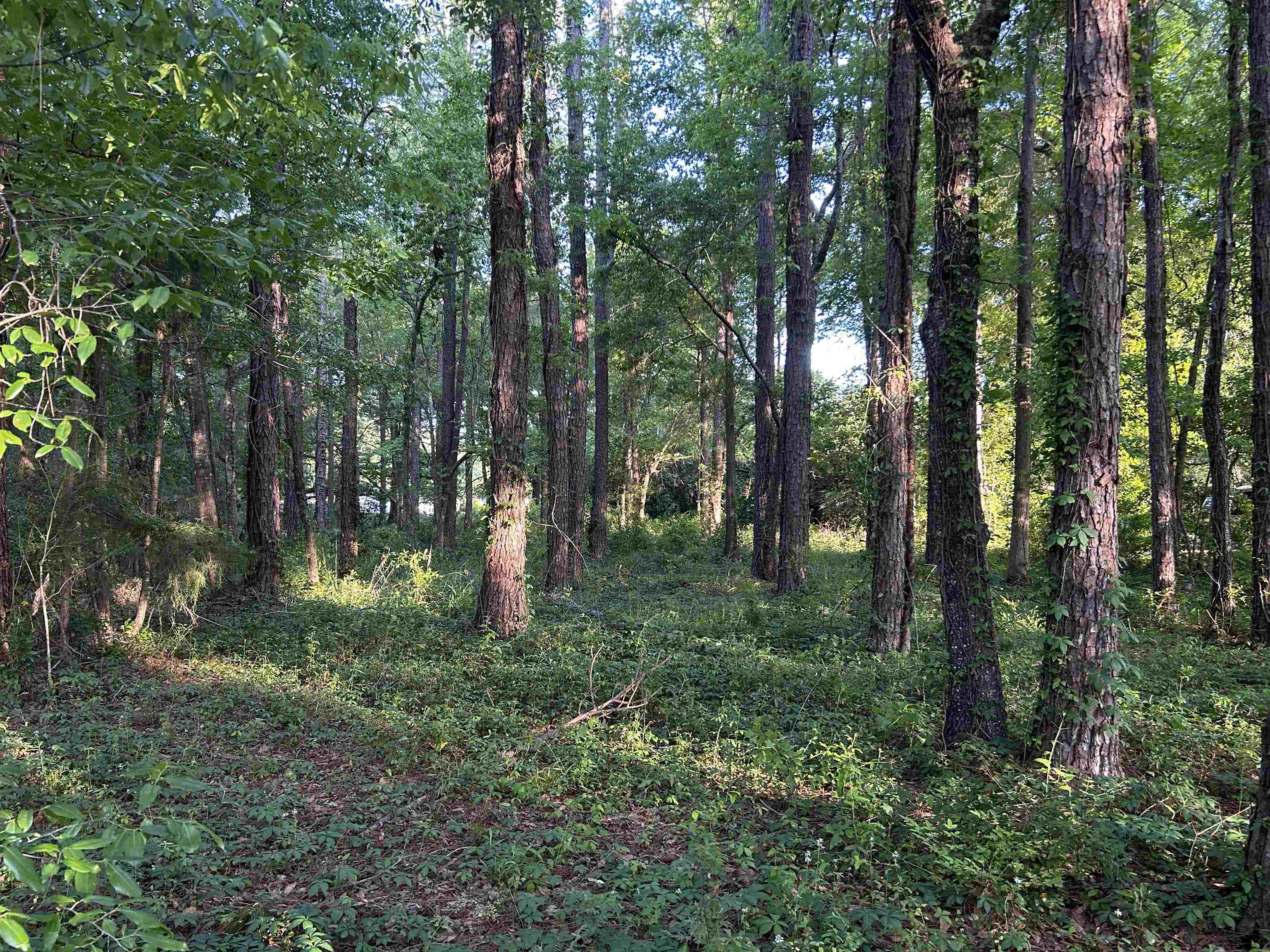 Mcleod Drive, Tallahassee, Florida image 6