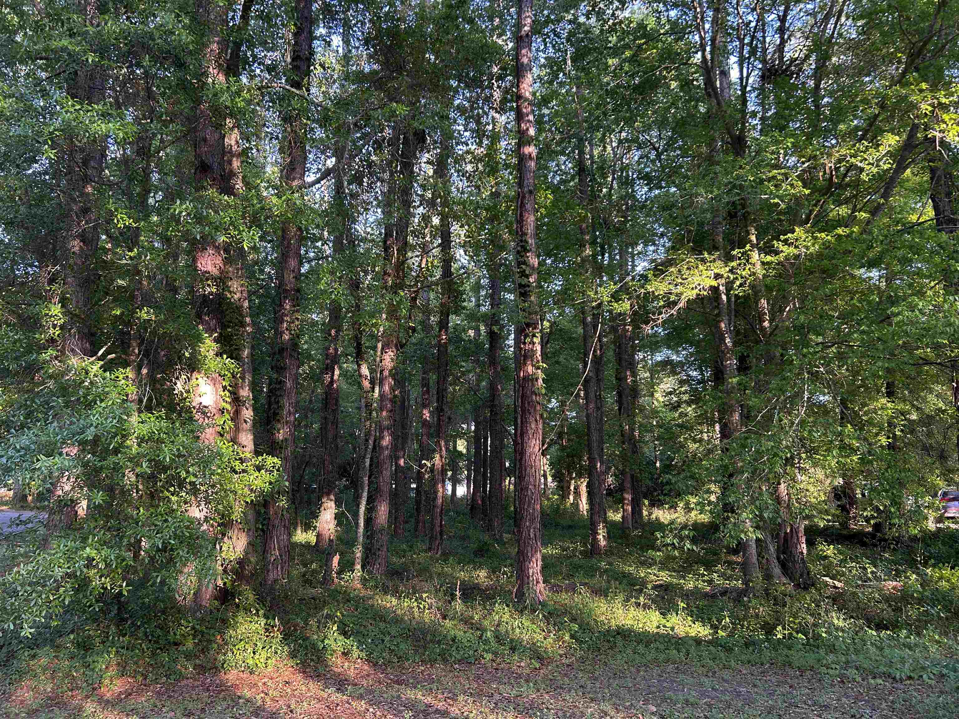 Mcleod Drive, Tallahassee, Florida image 8