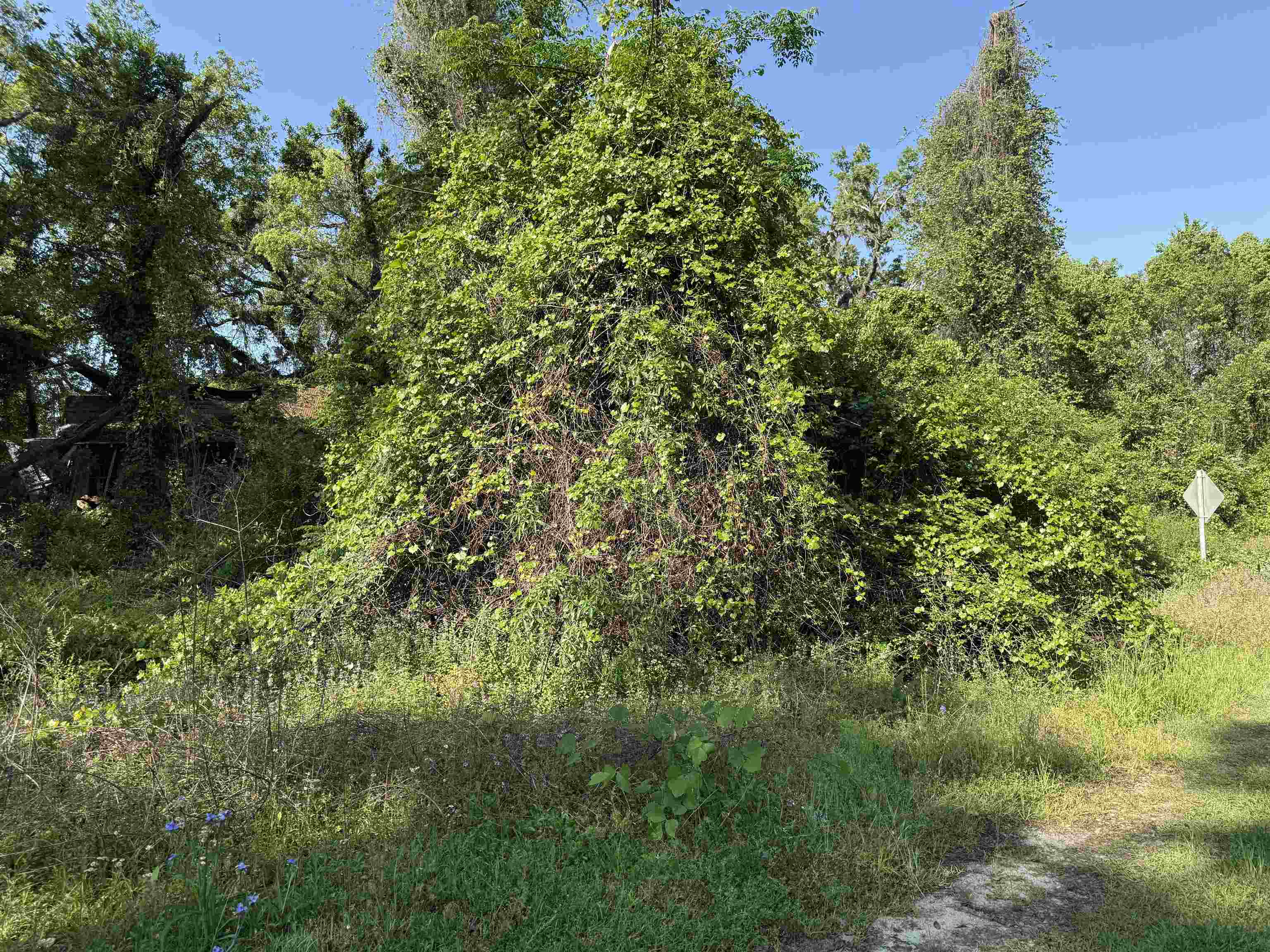 XXX SW Ray Charles Avenue, Greenville, Florida image 6