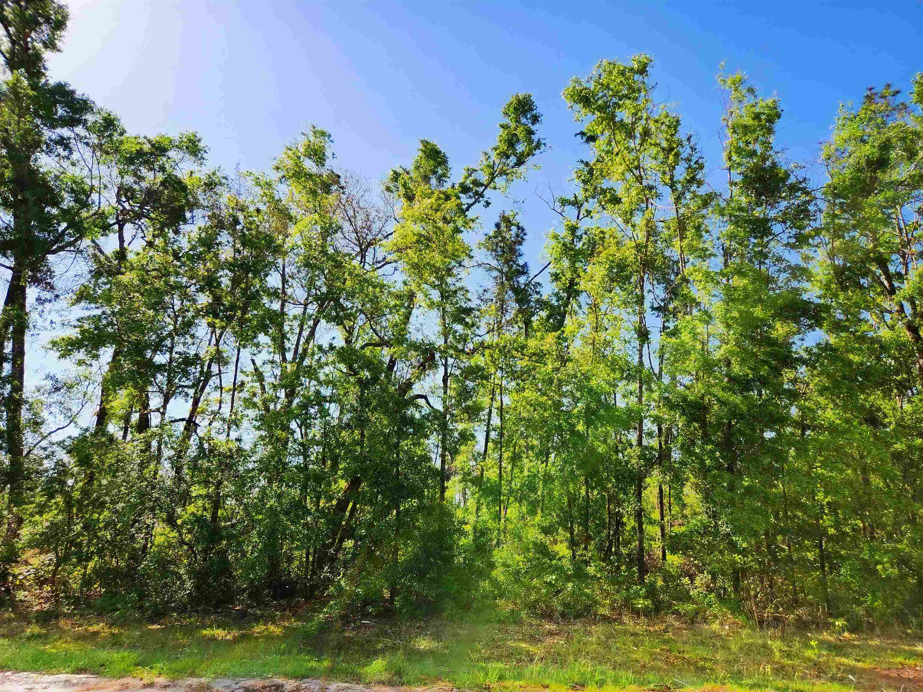 Lot 14 NW Champion Oak Boulevard, Jennings, Florida image 1