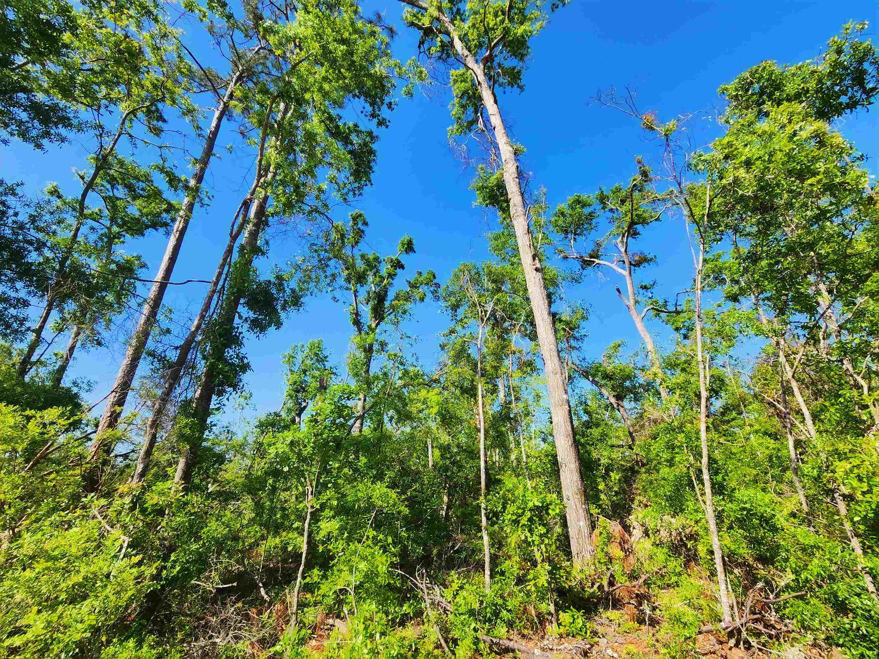 Lot 14 NW Champion Oak Boulevard, Jennings, Florida image 13