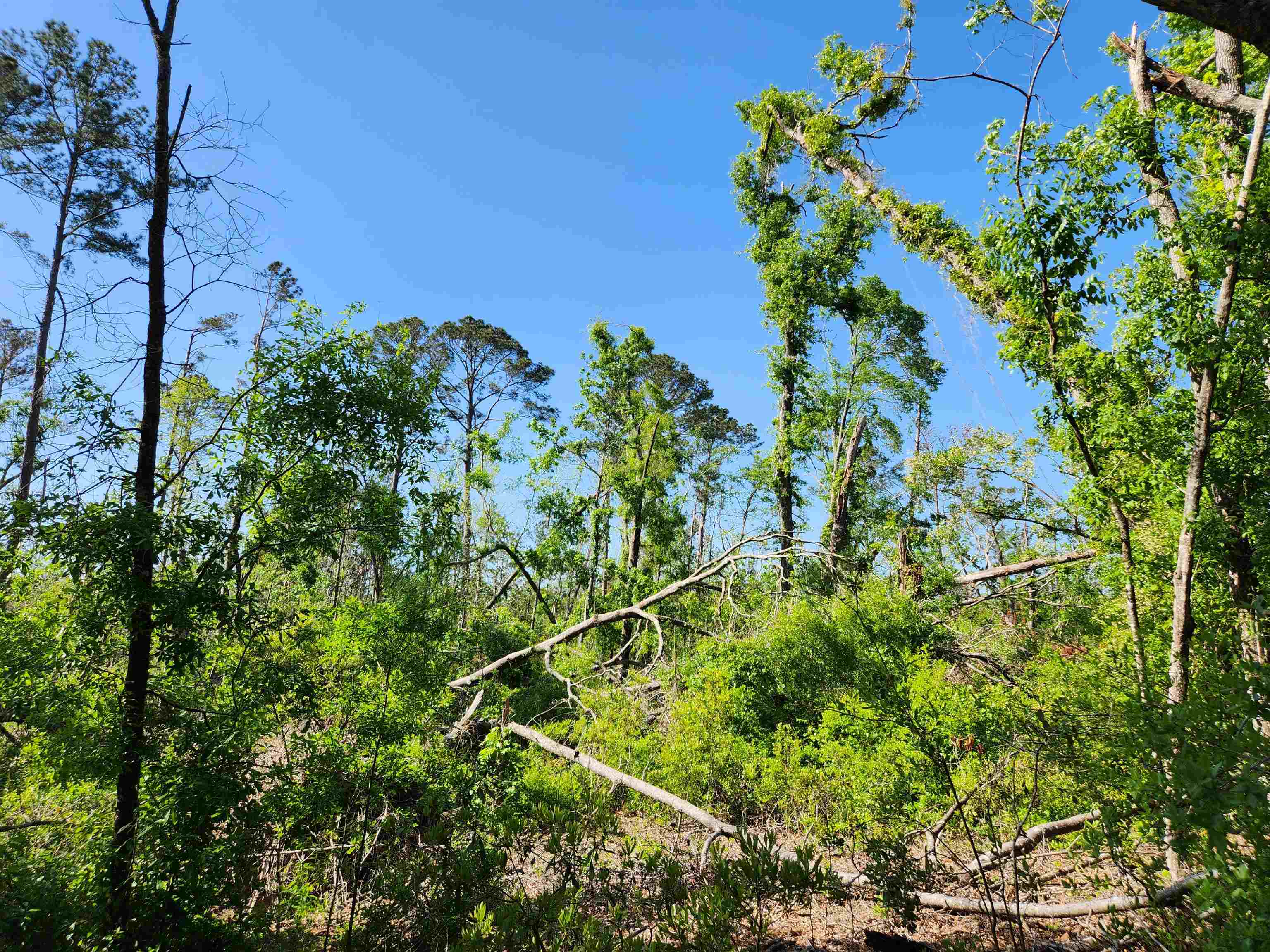 Lot 14 NW Champion Oak Boulevard, Jennings, Florida image 14