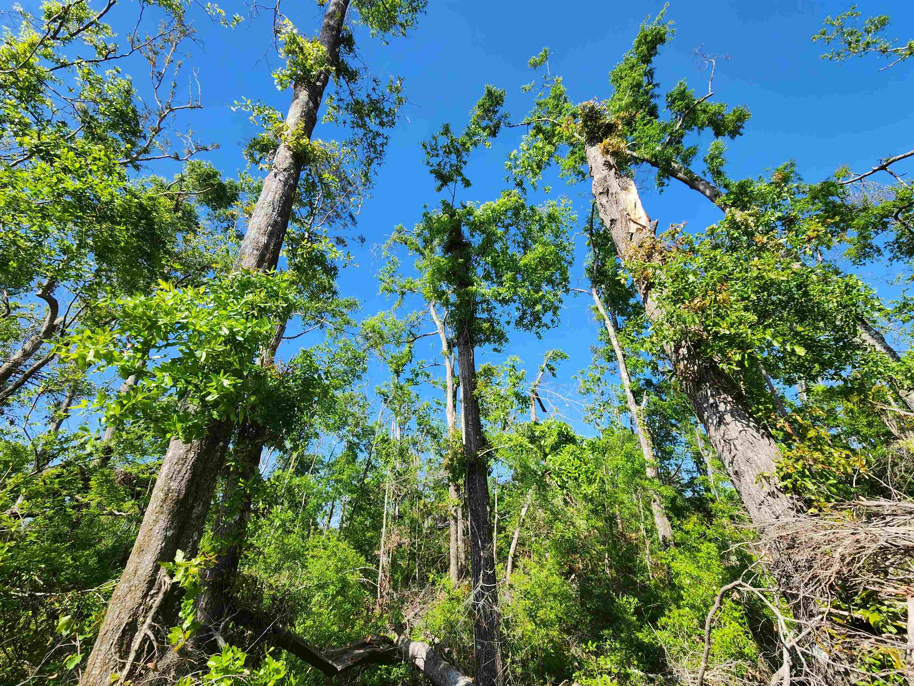 Lot 14 NW Champion Oak Boulevard, Jennings, Florida image 15