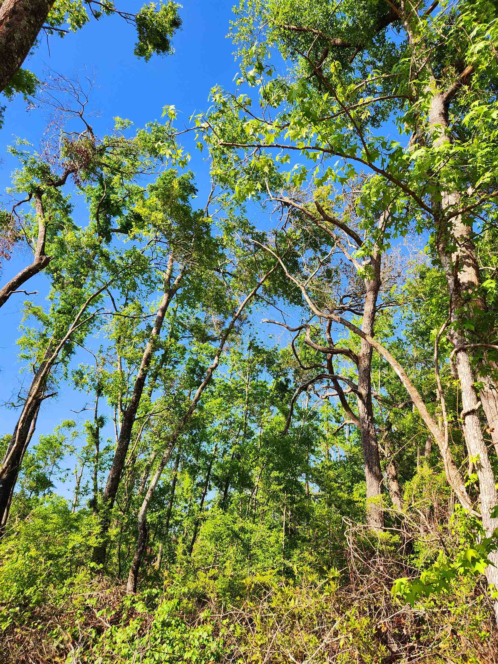 Lot 14 NW Champion Oak Boulevard, Jennings, Florida image 16