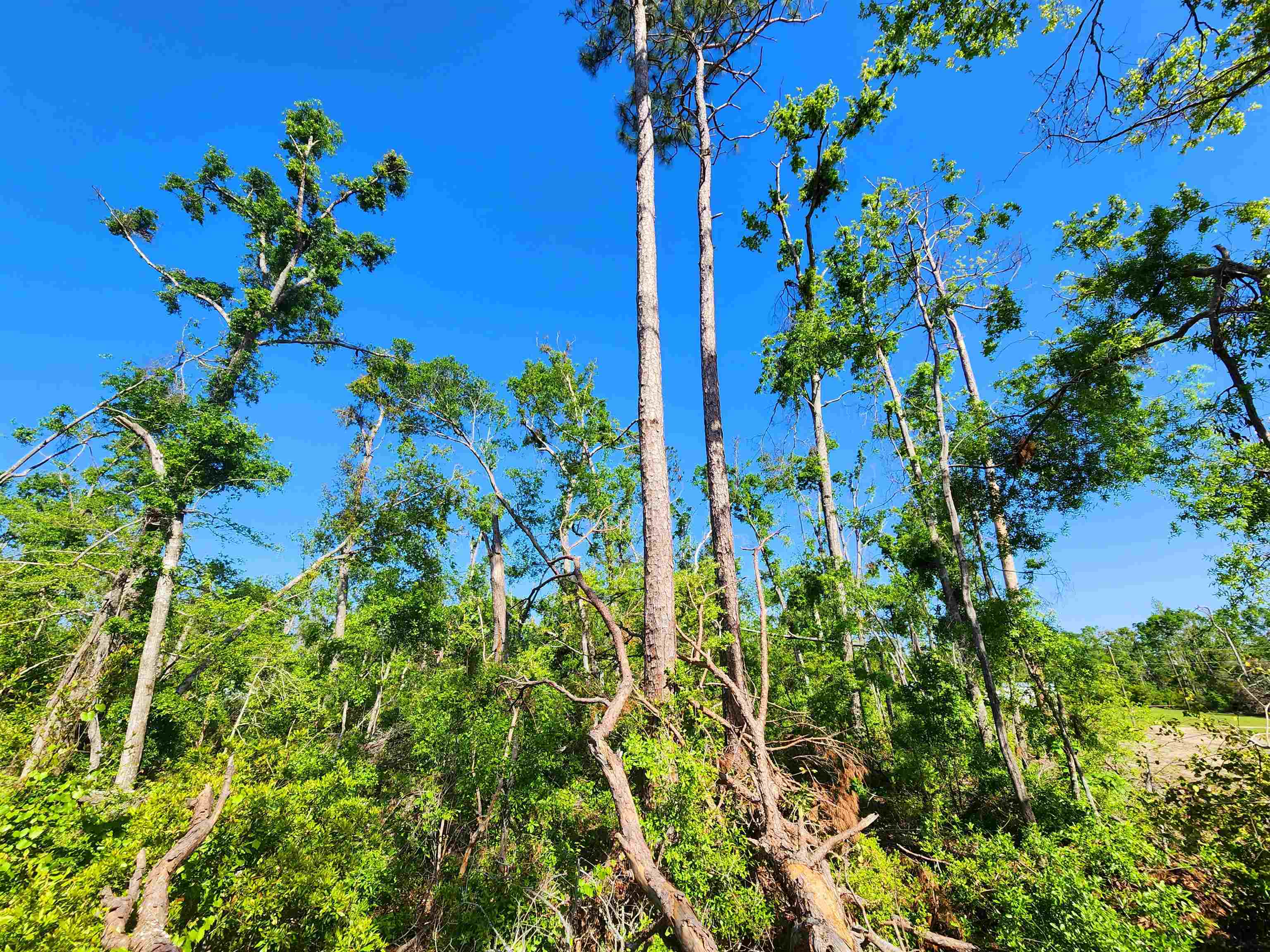 Lot 14 NW Champion Oak Boulevard, Jennings, Florida image 19
