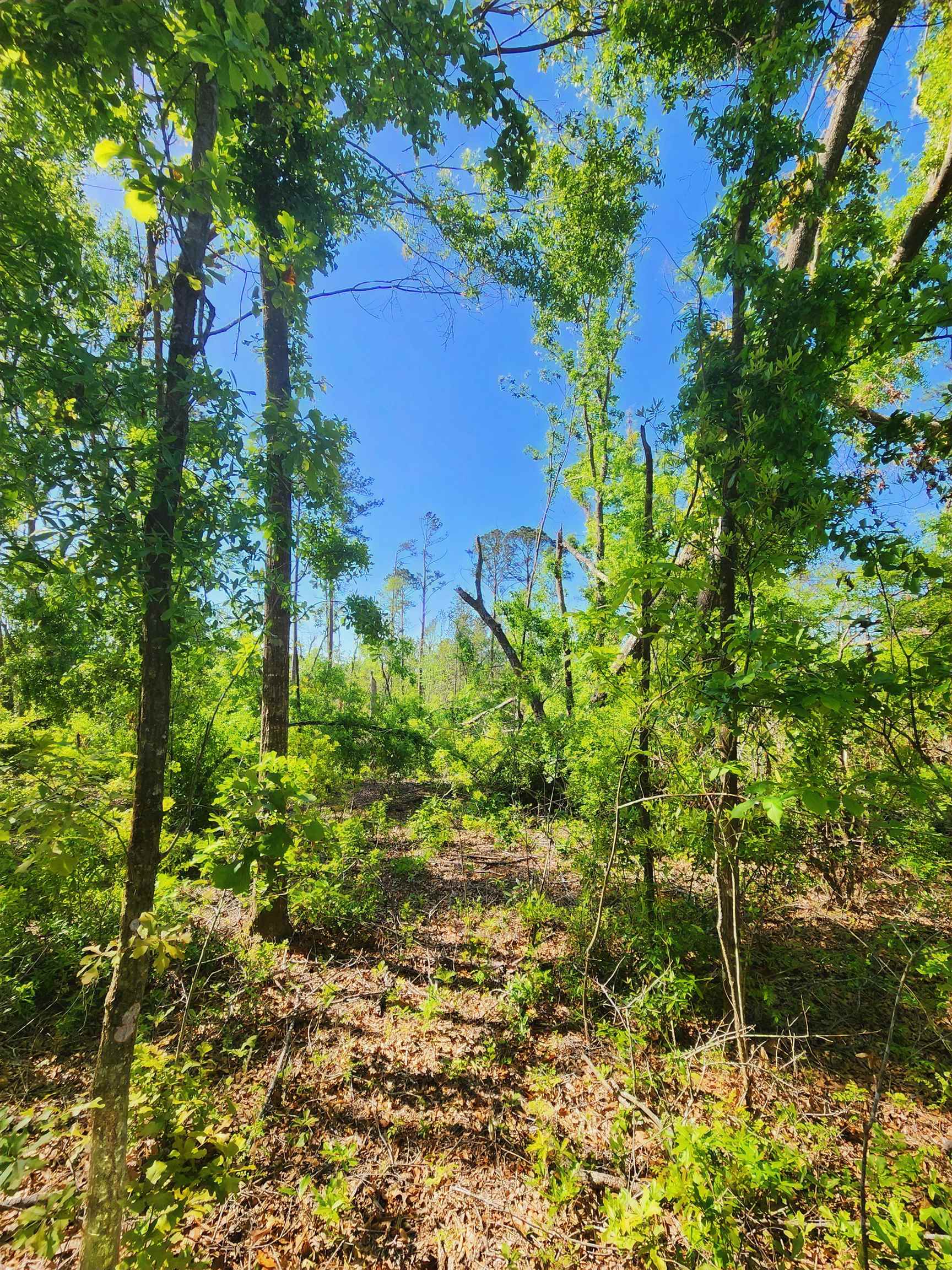 Lot 14 NW Champion Oak Boulevard, Jennings, Florida image 4