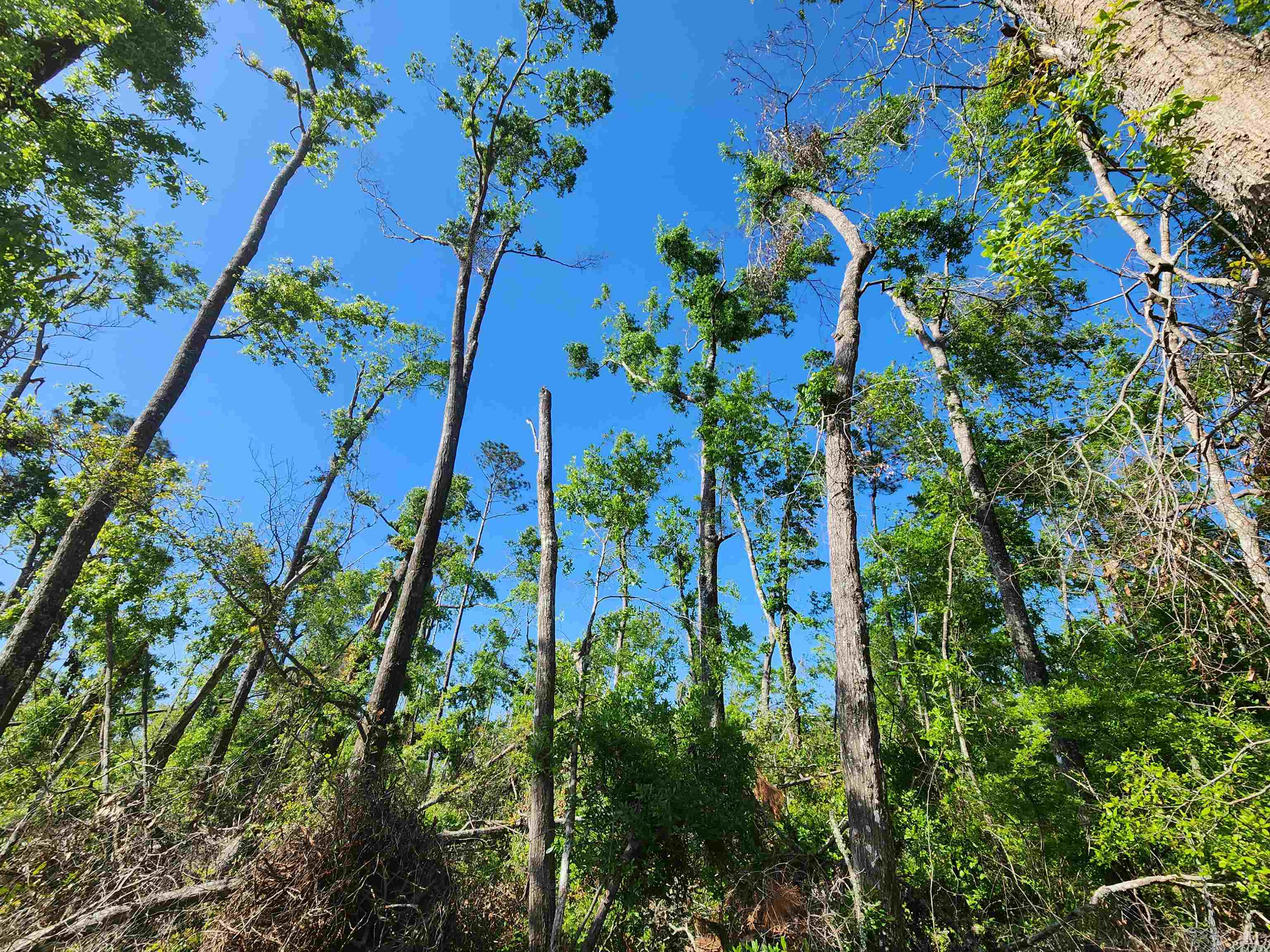 Lot 14 NW Champion Oak Boulevard, Jennings, Florida image 5