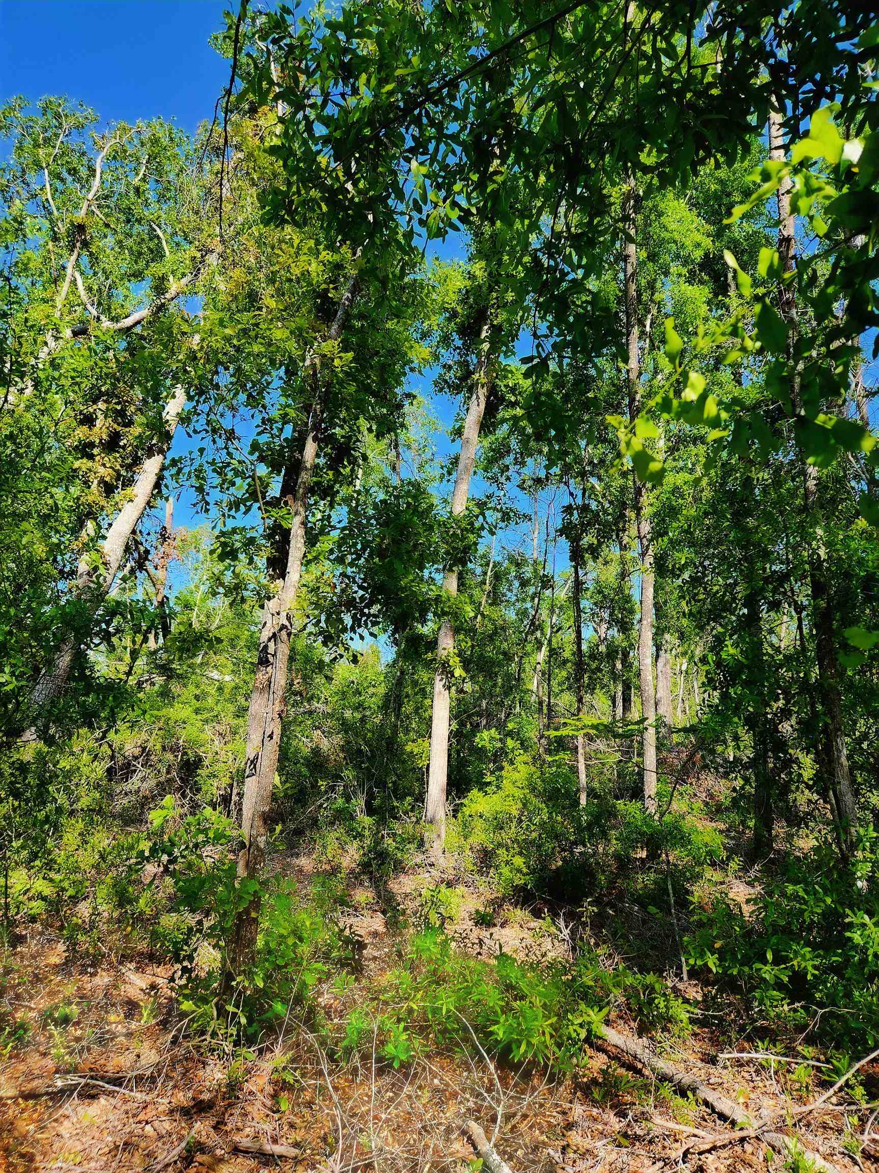 Lot 14 NW Champion Oak Boulevard, Jennings, Florida image 7