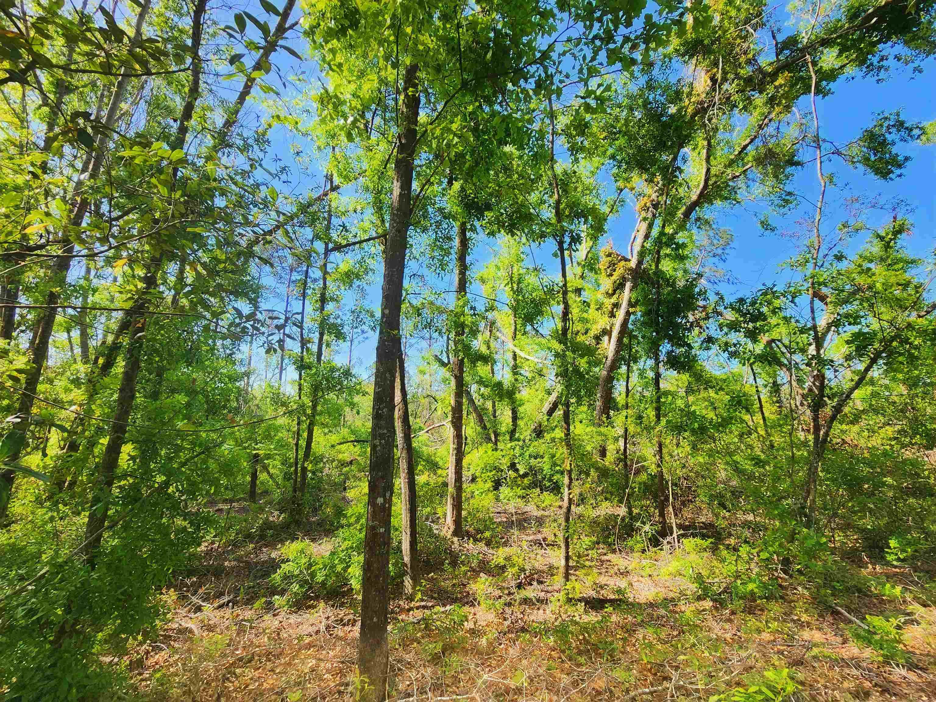 Lot 14 NW Champion Oak Boulevard, Jennings, Florida image 8