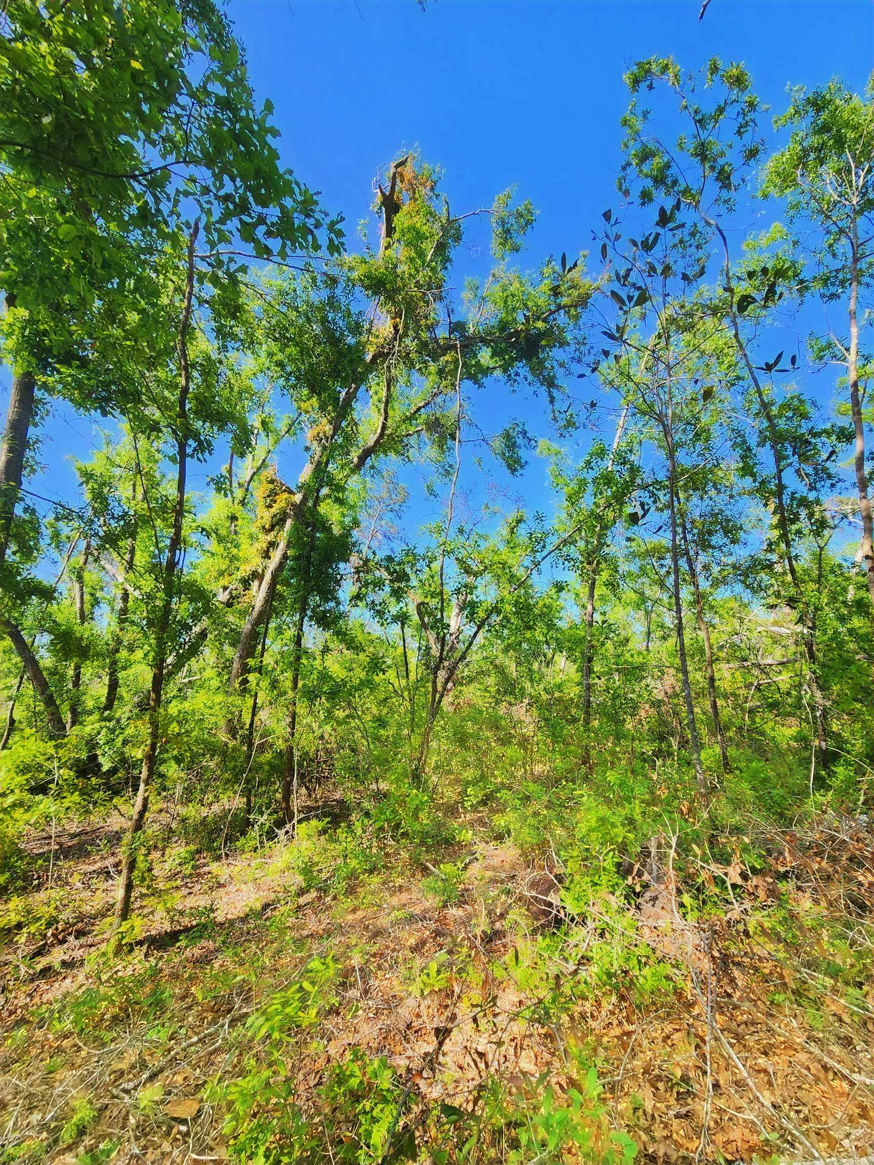 Lot 14 NW Champion Oak Boulevard, Jennings, Florida image 9