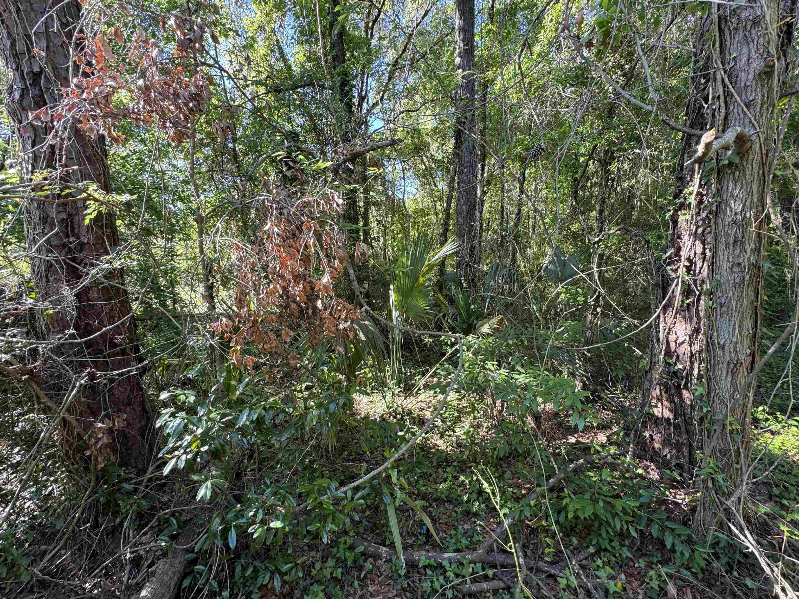 Palawan Road, Tallahassee, Texas image 3